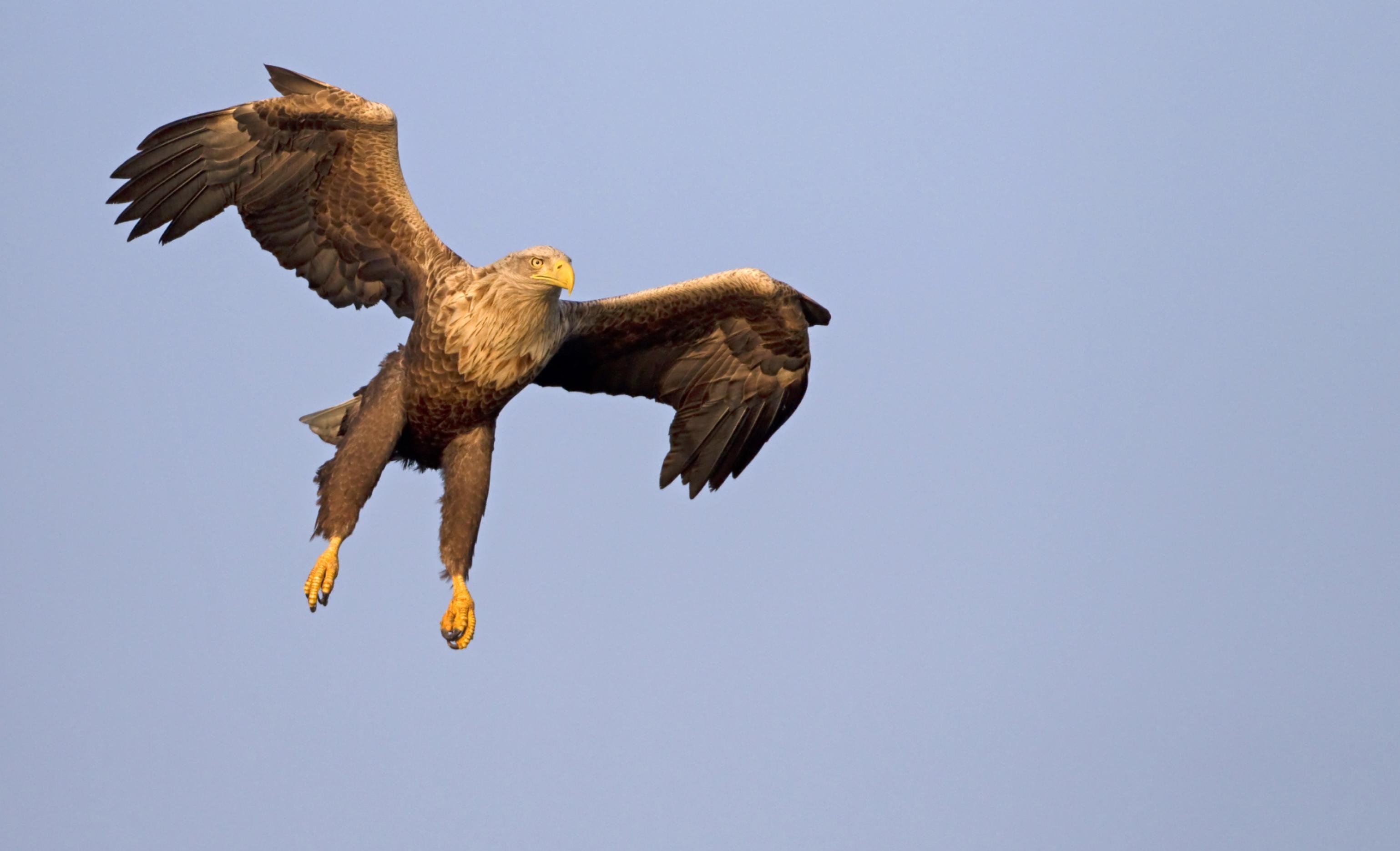 Ein Seeadler im Sinkflug