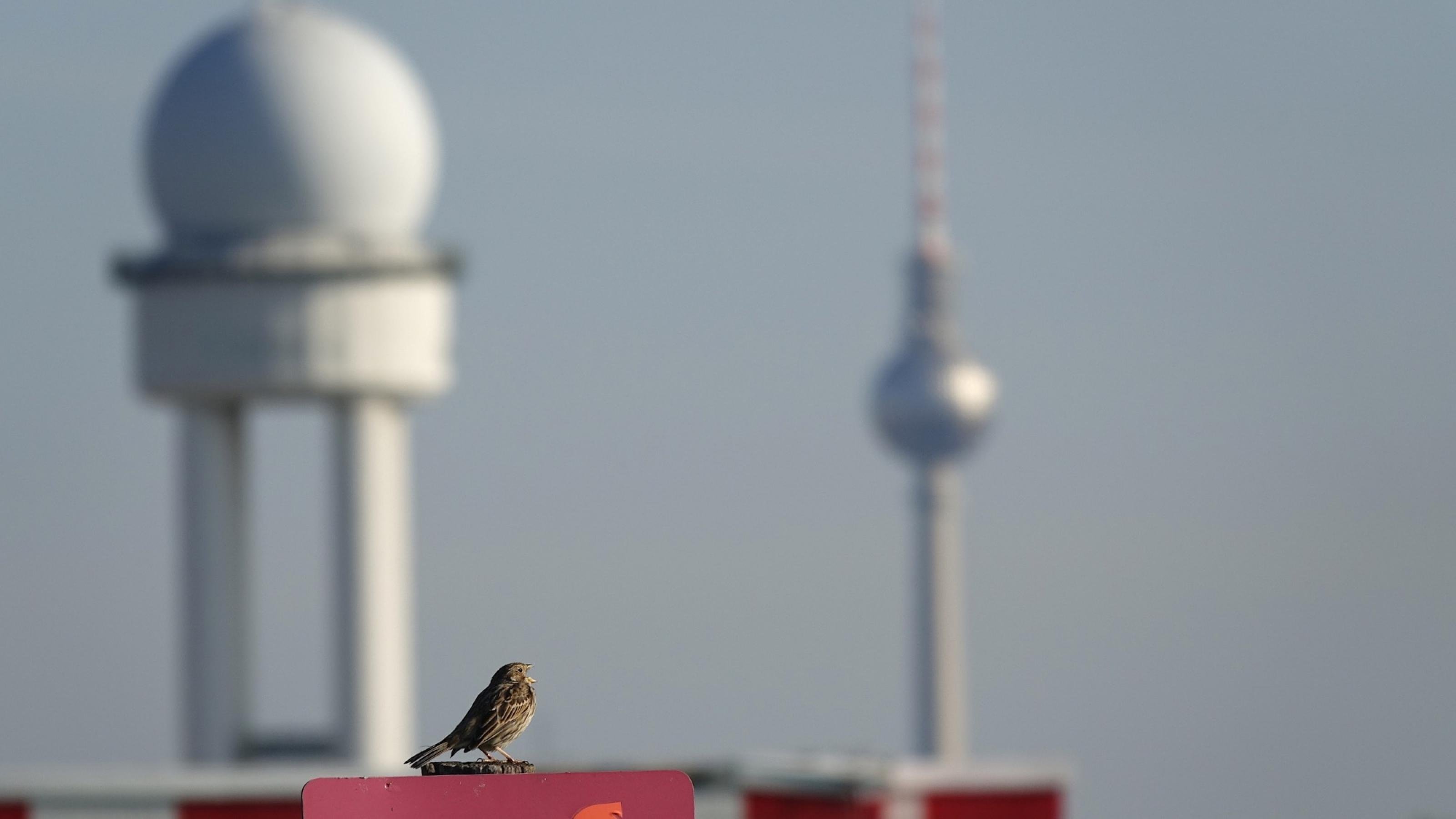 Eine Grauammer sitzt vor einem Flughafen.