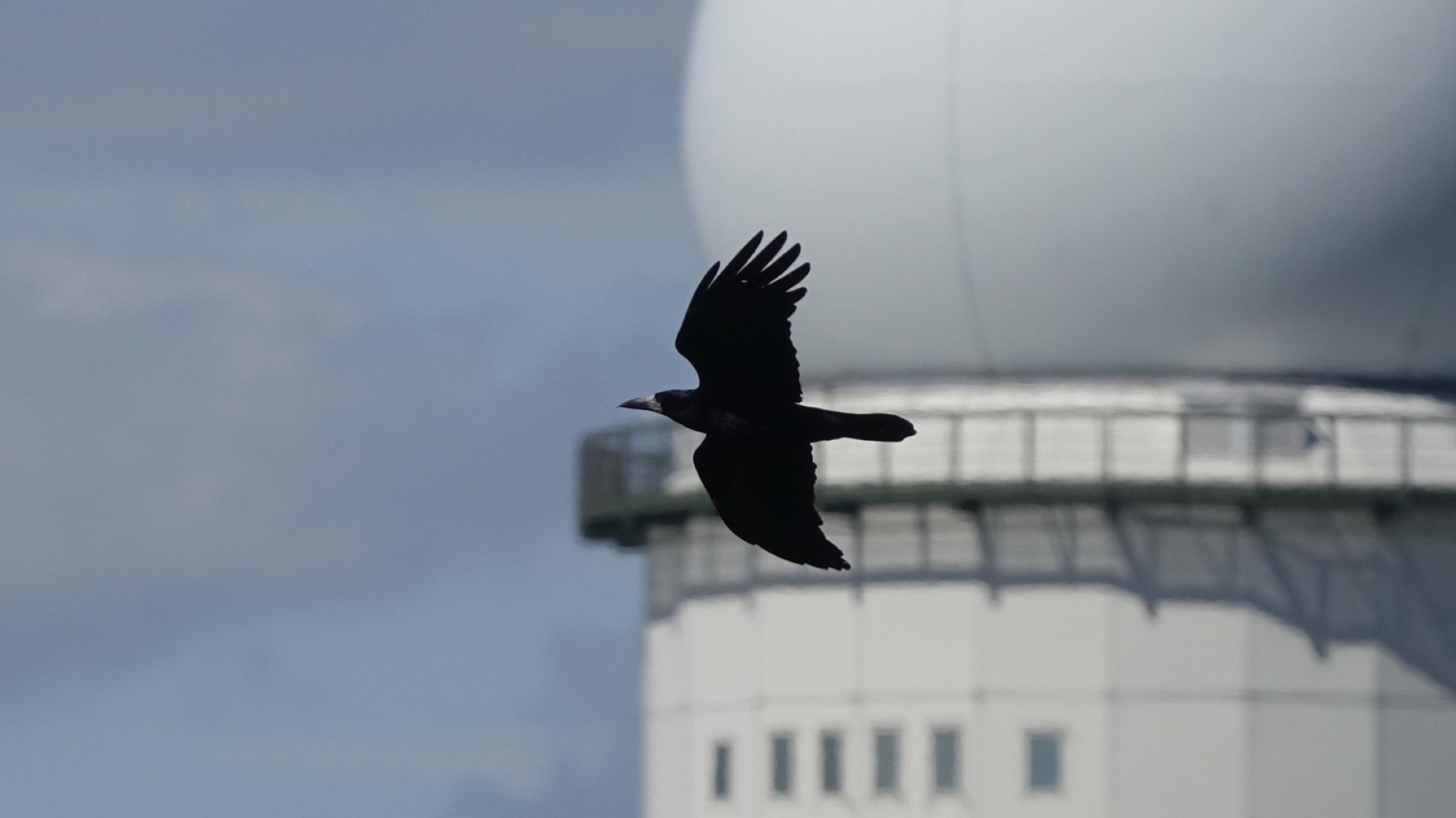 Eine Saatkrähe im Flug vor dem Flugkontrollturm des Tempelhofer Felds.