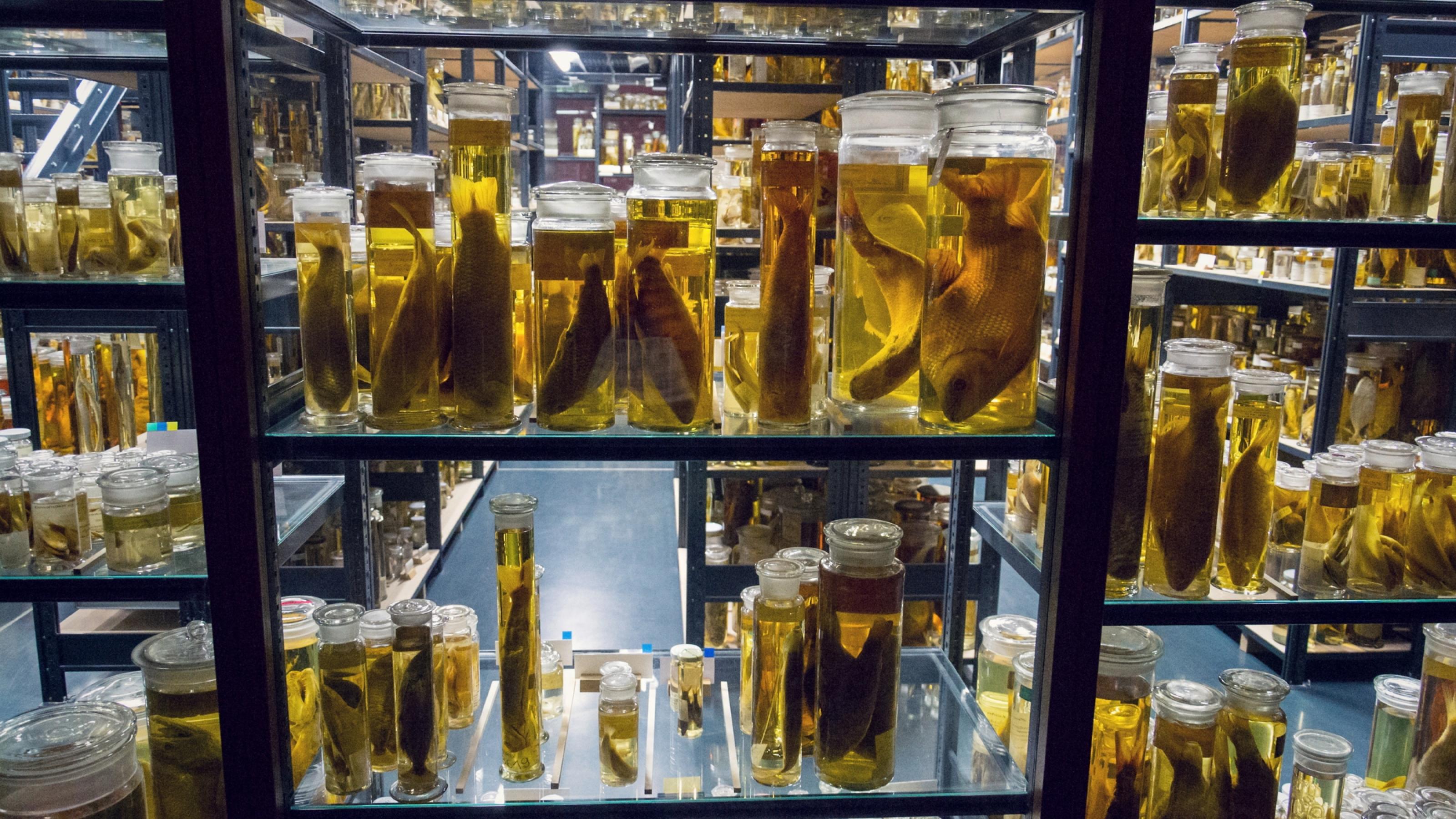 Blick in das Archiv eines Museums mit Gläsern voller in Formaldehyd konservierten Tieren