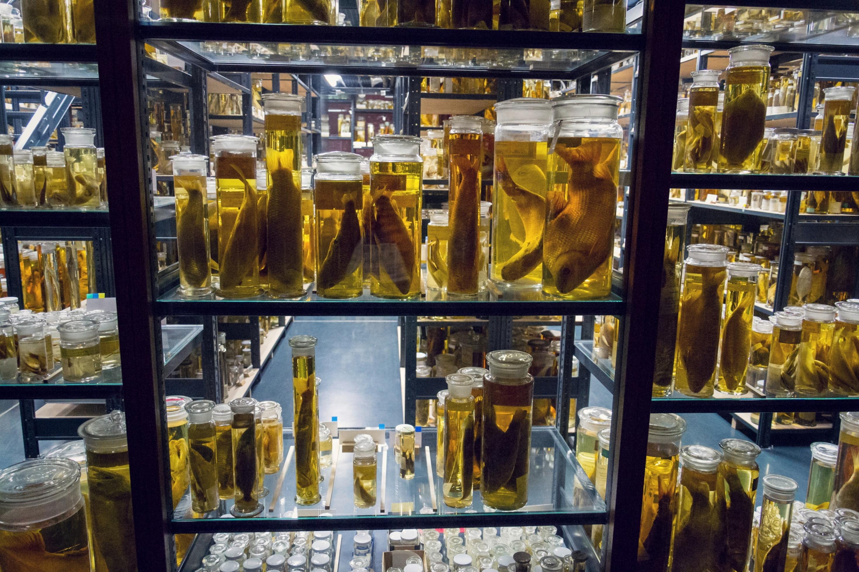 Blick in das Archiv eines Museums mit Gläsern voller in Formaldehyd konservierten Tieren