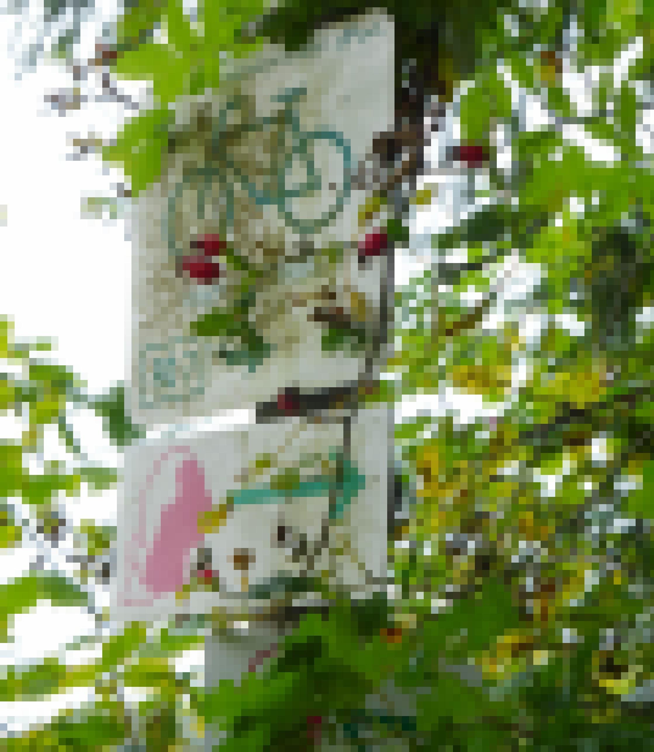 Bemooste Rad- und Wander-Wegweiser an einem Baum, dessen Zweige die Schilder fast ganz verdecken