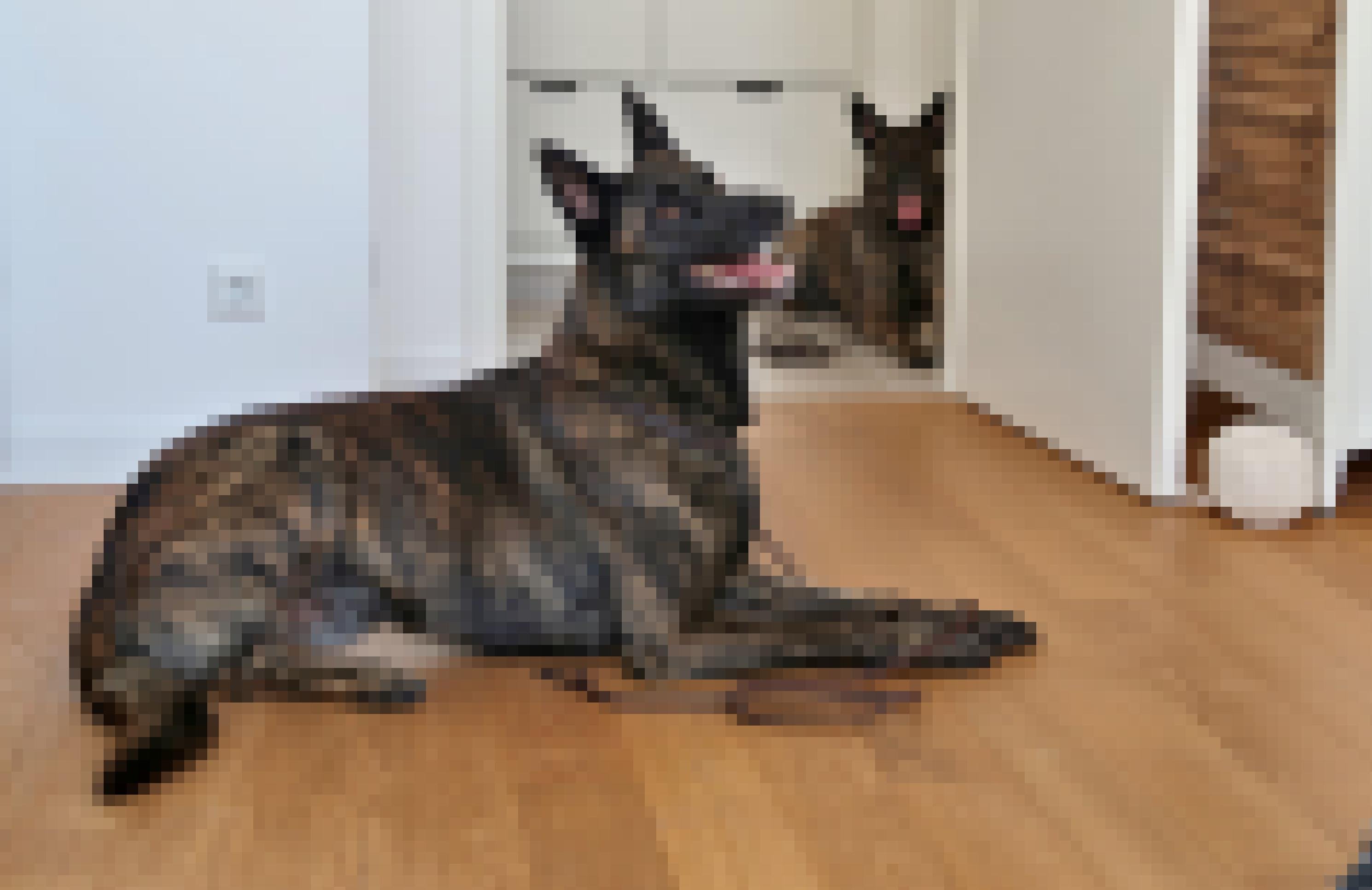 Schäferhund Rigo liegt hechelnd im Schlafzimmer, im Hintergrund ist Hündin Indy zu sehen.