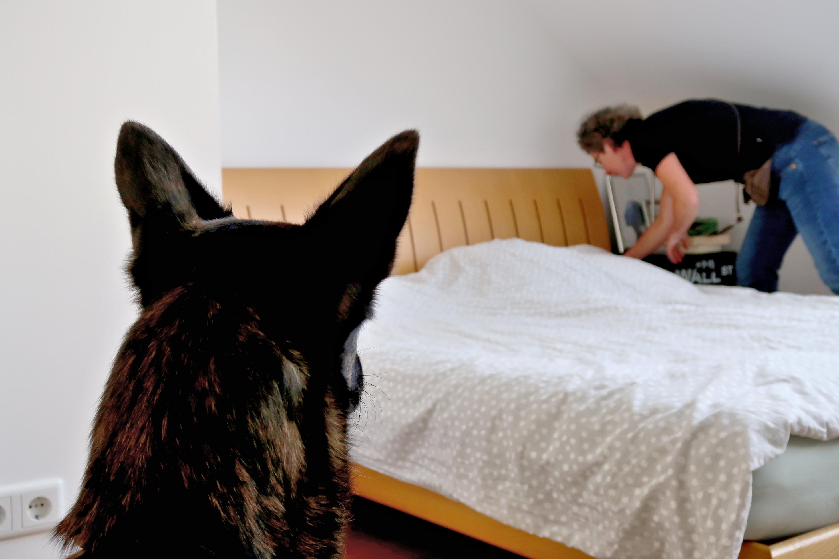 Sonja Rolauf untersucht ein Bett auf Bettwanzen. Im Vordergrund steht Schäferhund Rigo.