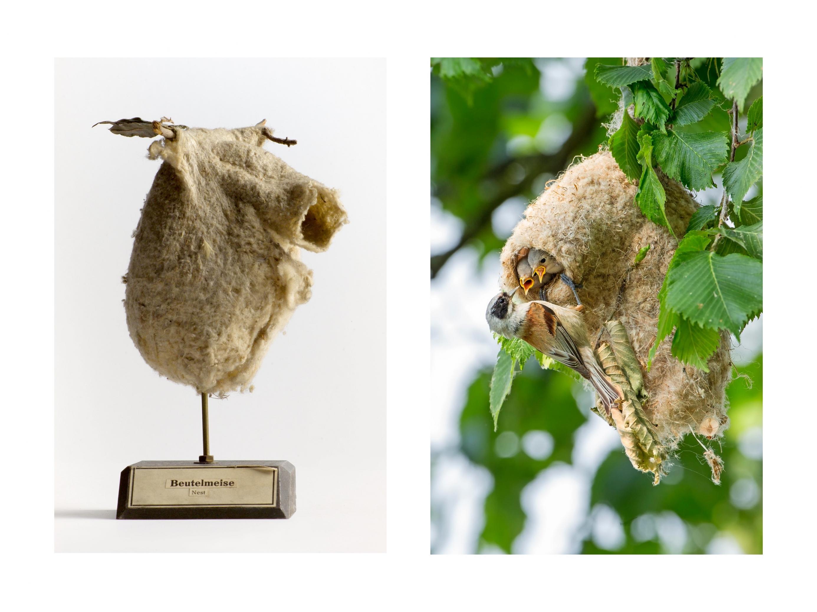 Das Nest der Beutelmeise sieht aus wie ein gemütlicher Wollsack. Auf dem linken Bild ist das Nest als Museumsexponat gezeigt, rechts an einem Weidenbaum mit Jungvögeln und einem erwachsenen Vogel, der sie füttert.