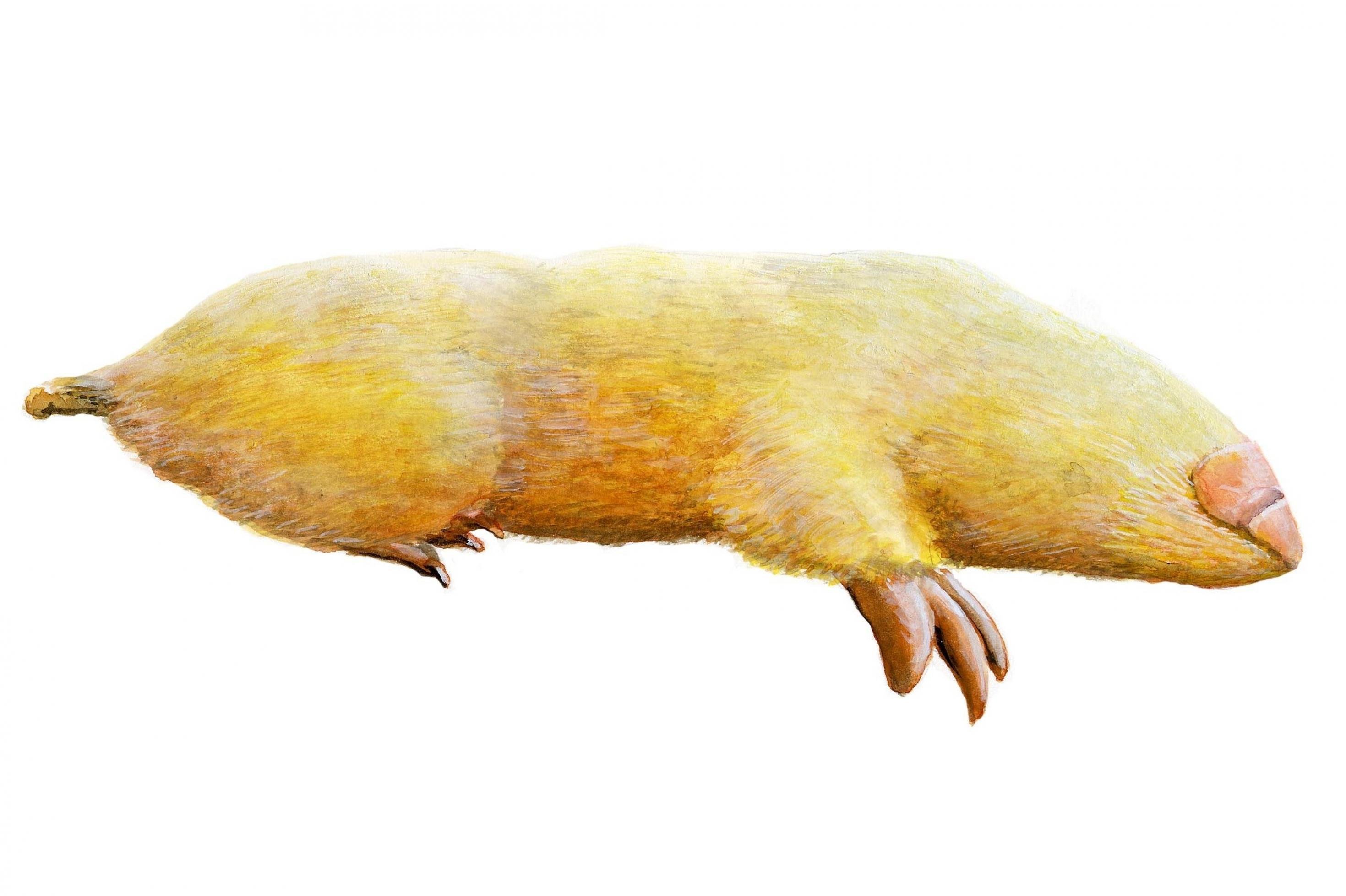 Eine Zeichnung von einem Beutelmull mit hellgelbem Fell. Er sieht aus wie ein gelber Maulwurf.