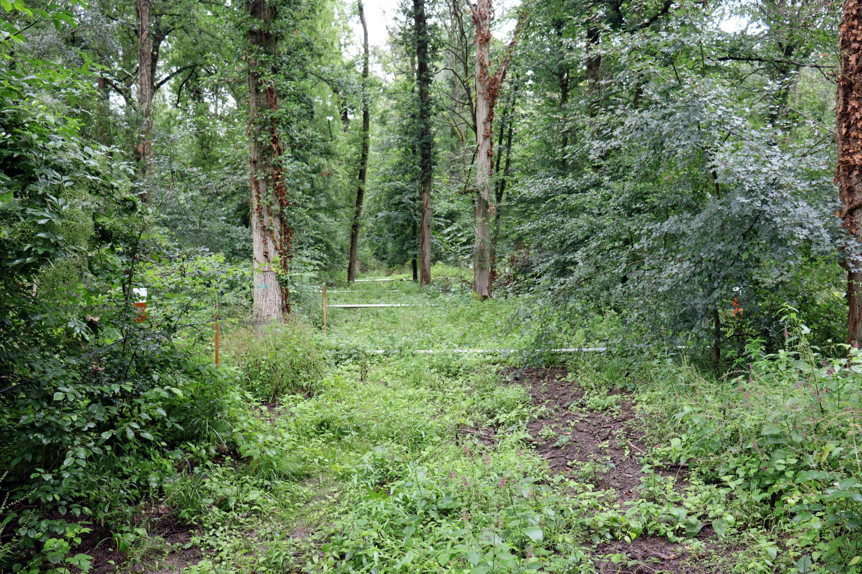 Auf dem Boden eines Waldes sind parallel in mehreren Metern Abstand Bewässerungsrohre verlegt.