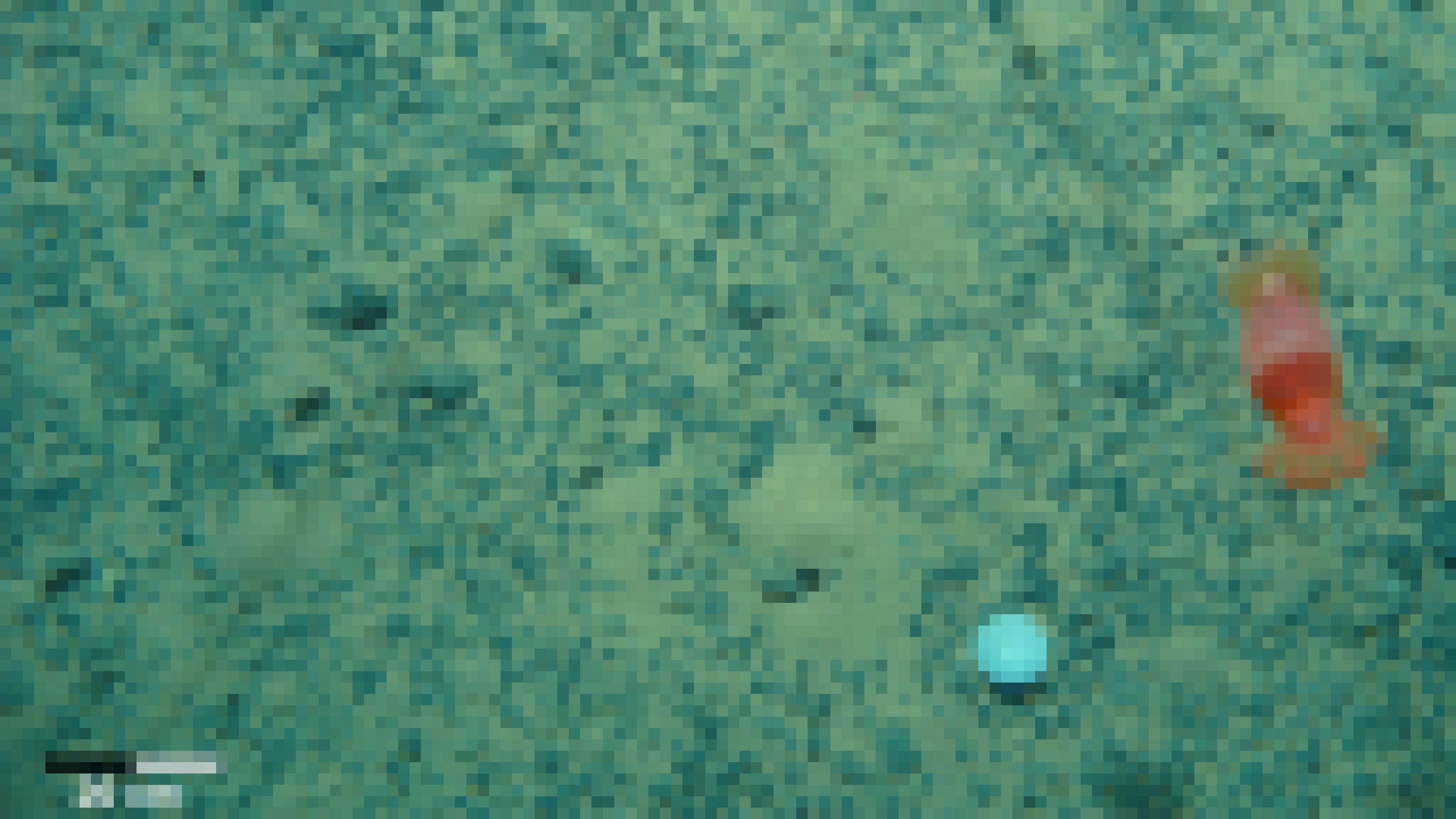 Sandboden mit vielen kleinen schwarzen Knollen und einem Meeresgetier.