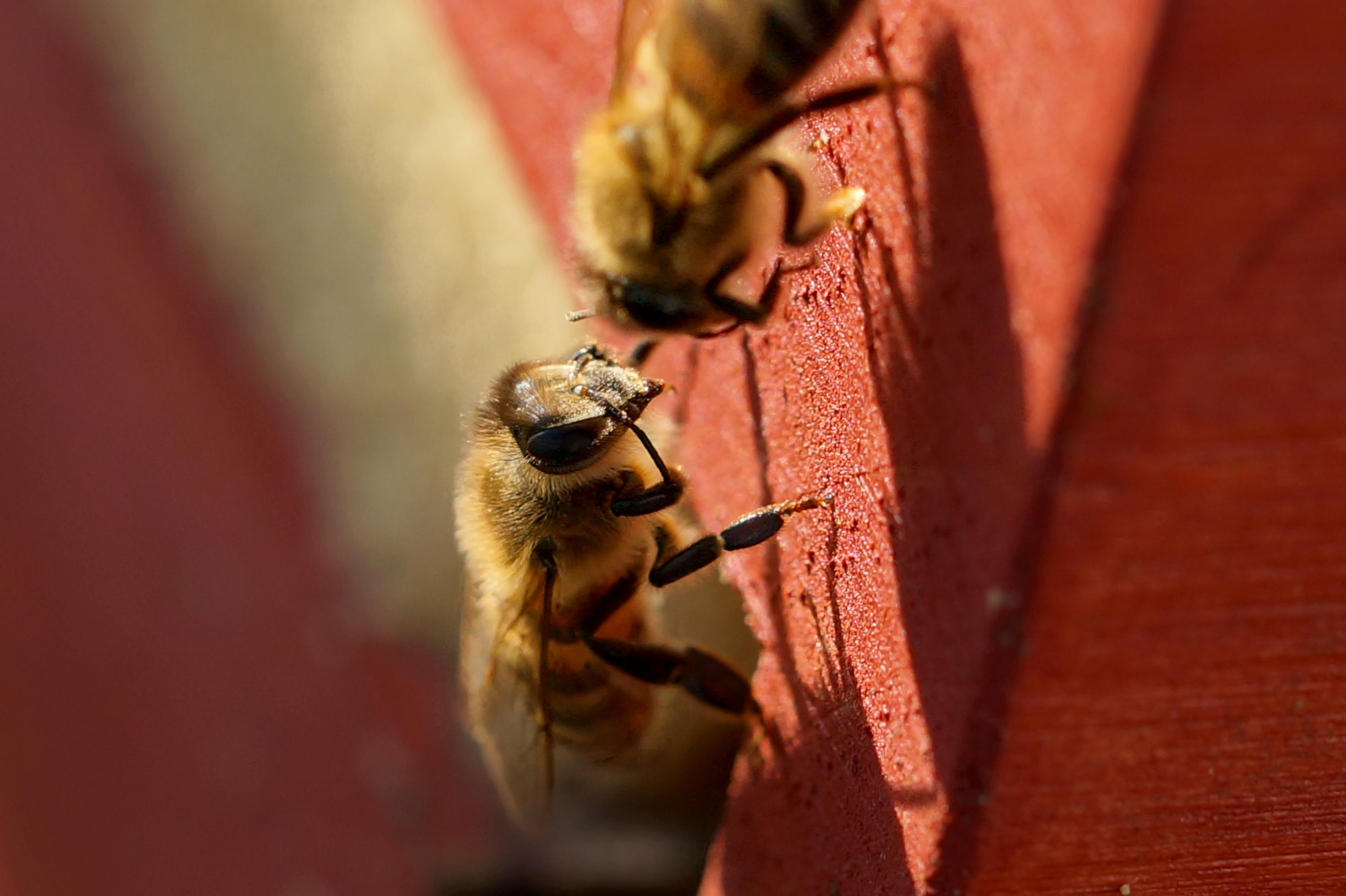 Eine Biene, in Großaufnahme, sitzt am Rand Flugloch eines braun gestrichenen Bienenhauses. Mit den zwei vorderen Gliedmaßen fährt sich gerade über den Kopf.