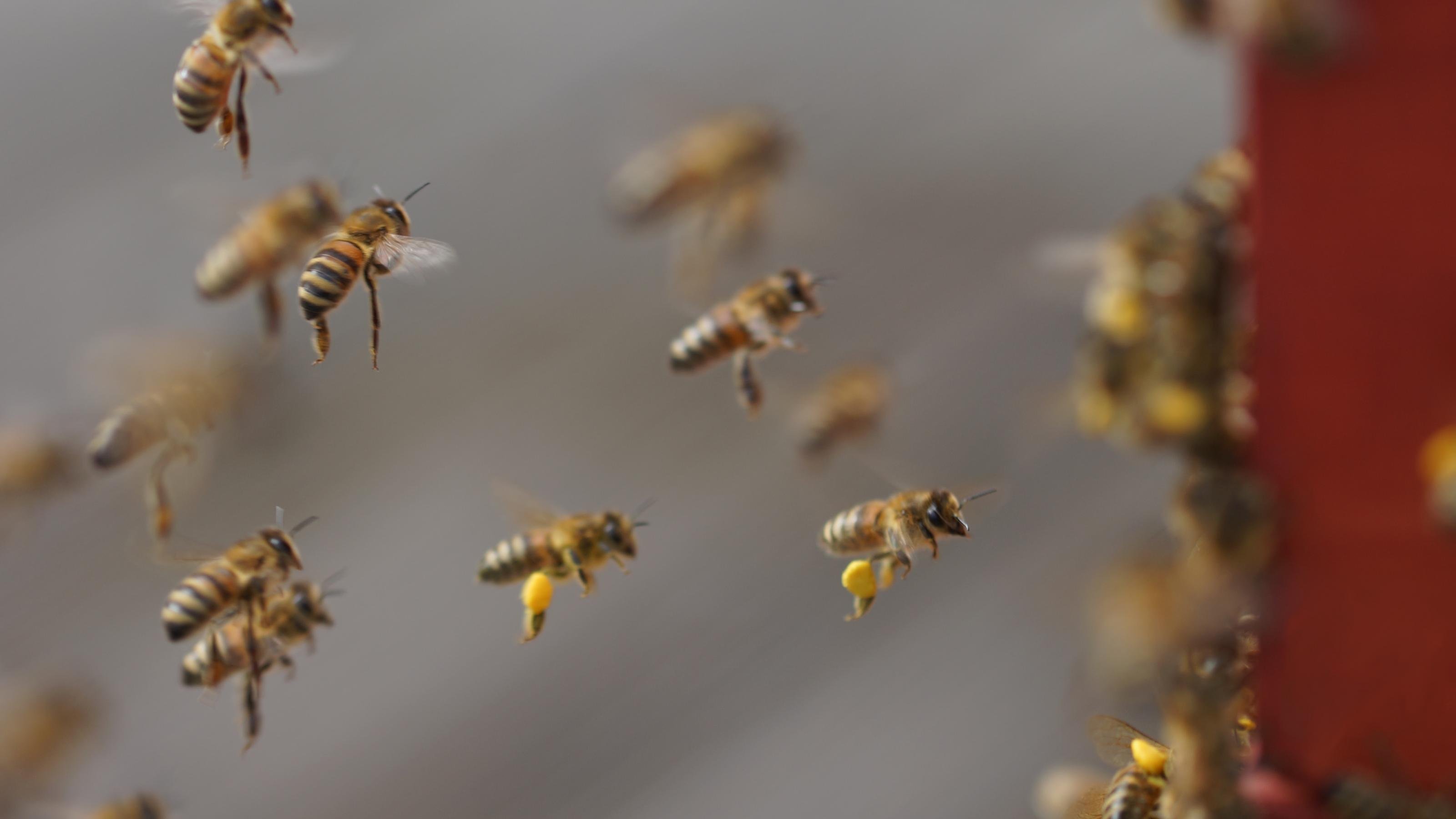 Dynamische Nahaufnahme einiger Bienen im Anflug auf den Bienenstock, viele tragen gelben Pollen an den Hinterbeinen.