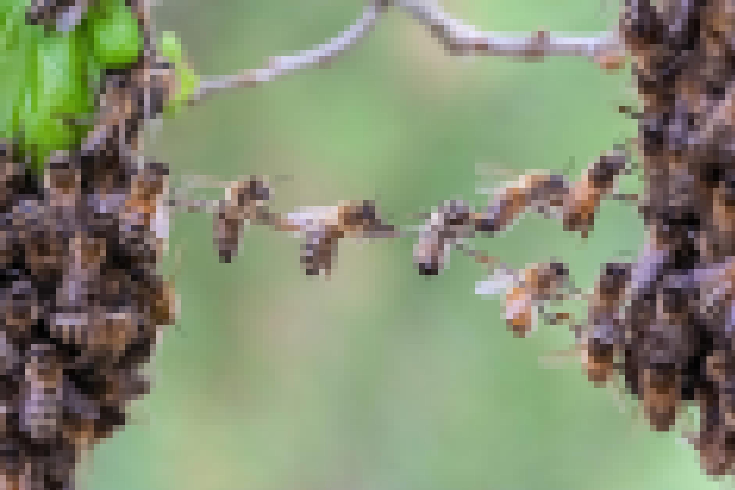 Rechts und Links am Bildrand sitzt ein Bienenschwarm. Beide Bündel werden durch eine Kette verbunden, die fünf Bienen, die sich gegenseitig berühren, miteinander bilden.