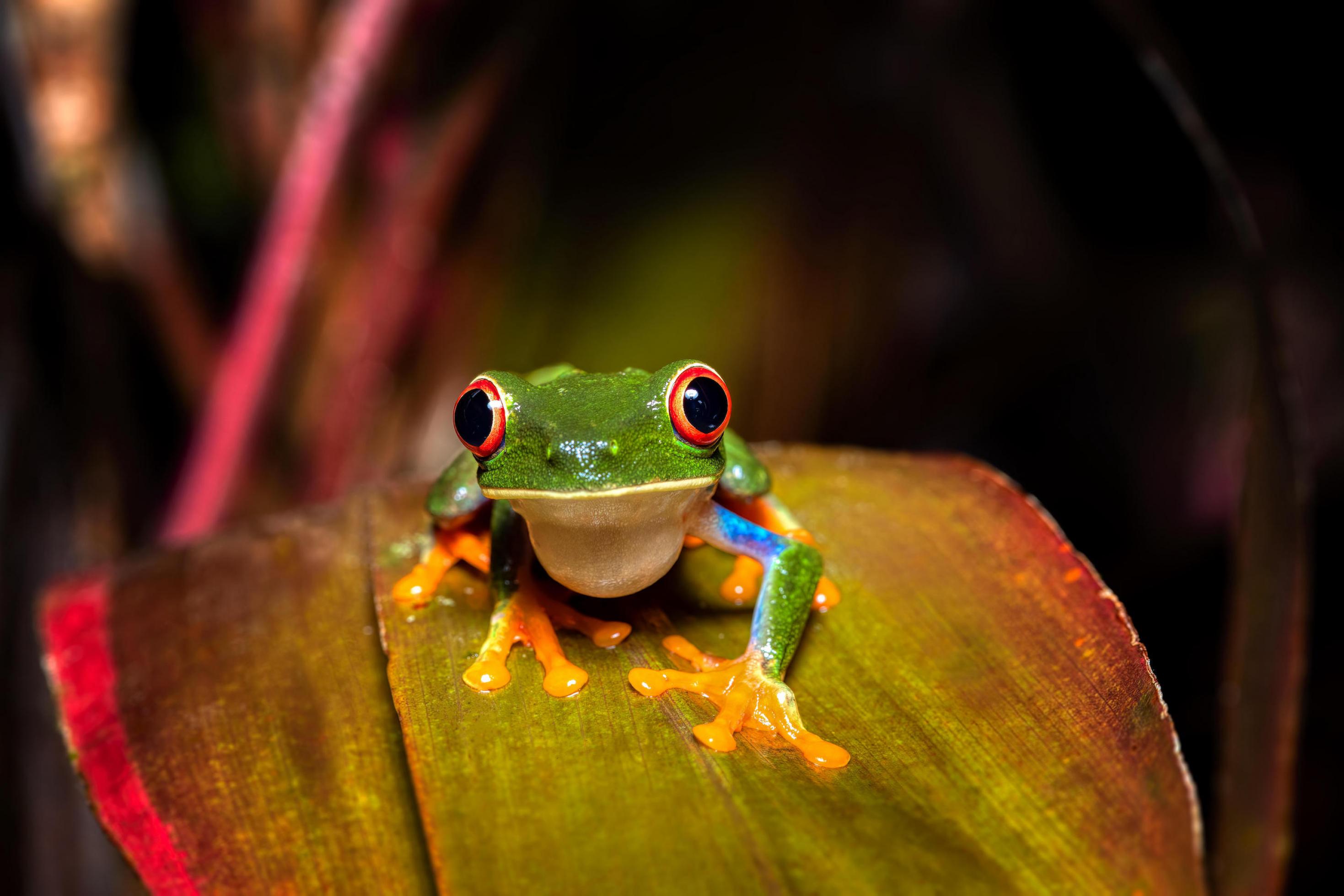 Ein knallgrüner Frosch mit roten Augen auf einem rot-braunen Blatt.