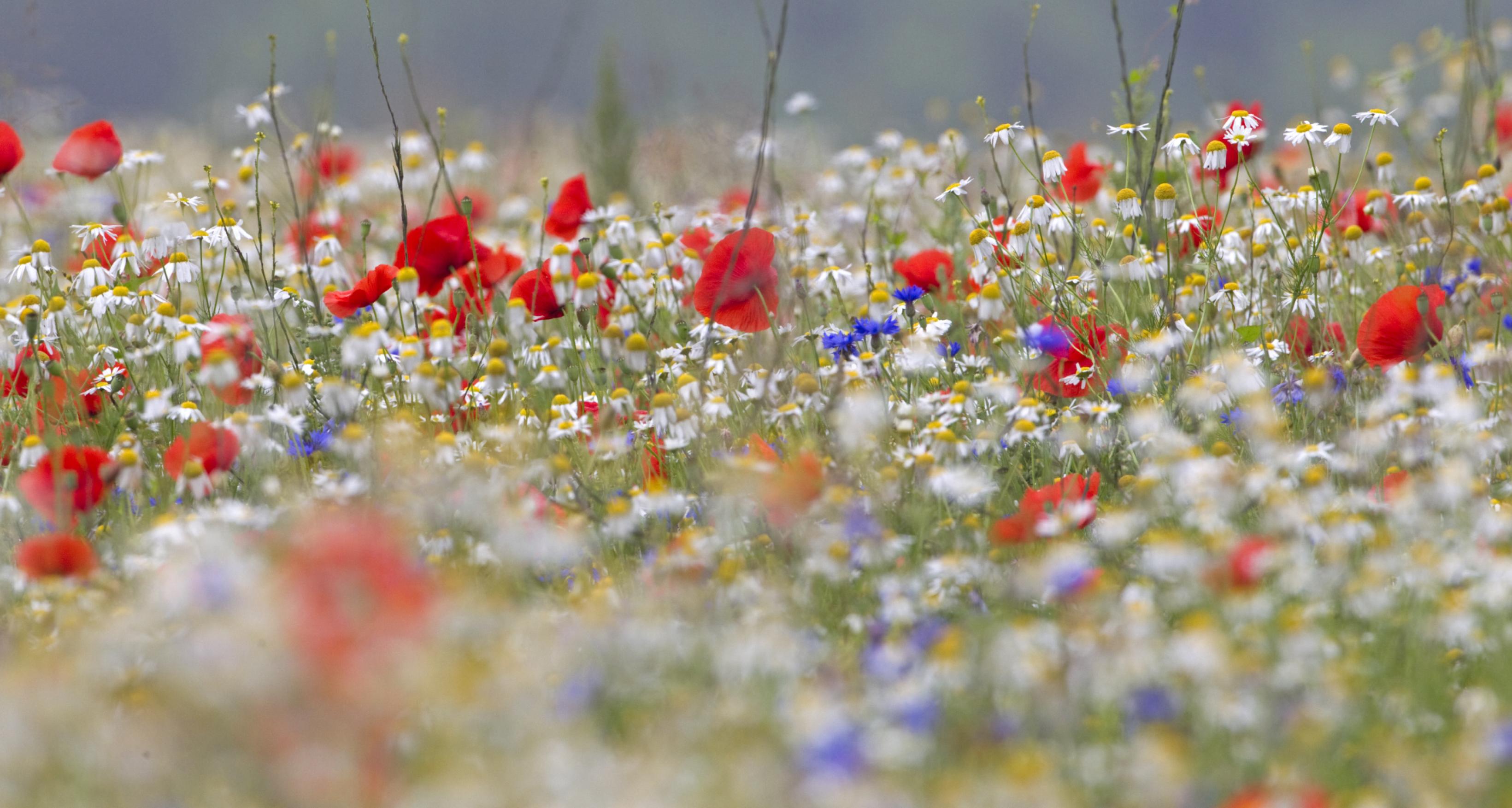 Eine bunt blühende Wiese aus Mohn, Kornblumen und weiteren Wildpflanzen