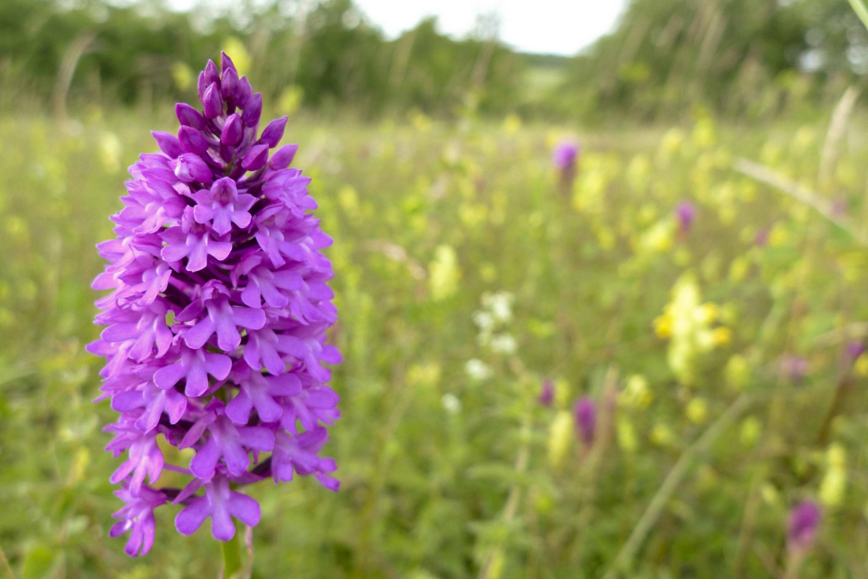 Die üppig blühende Pyramiden-Spitzorchis (Anacamptis pyramidalis) steht in einer Wiese mit weiteren Orchideen.