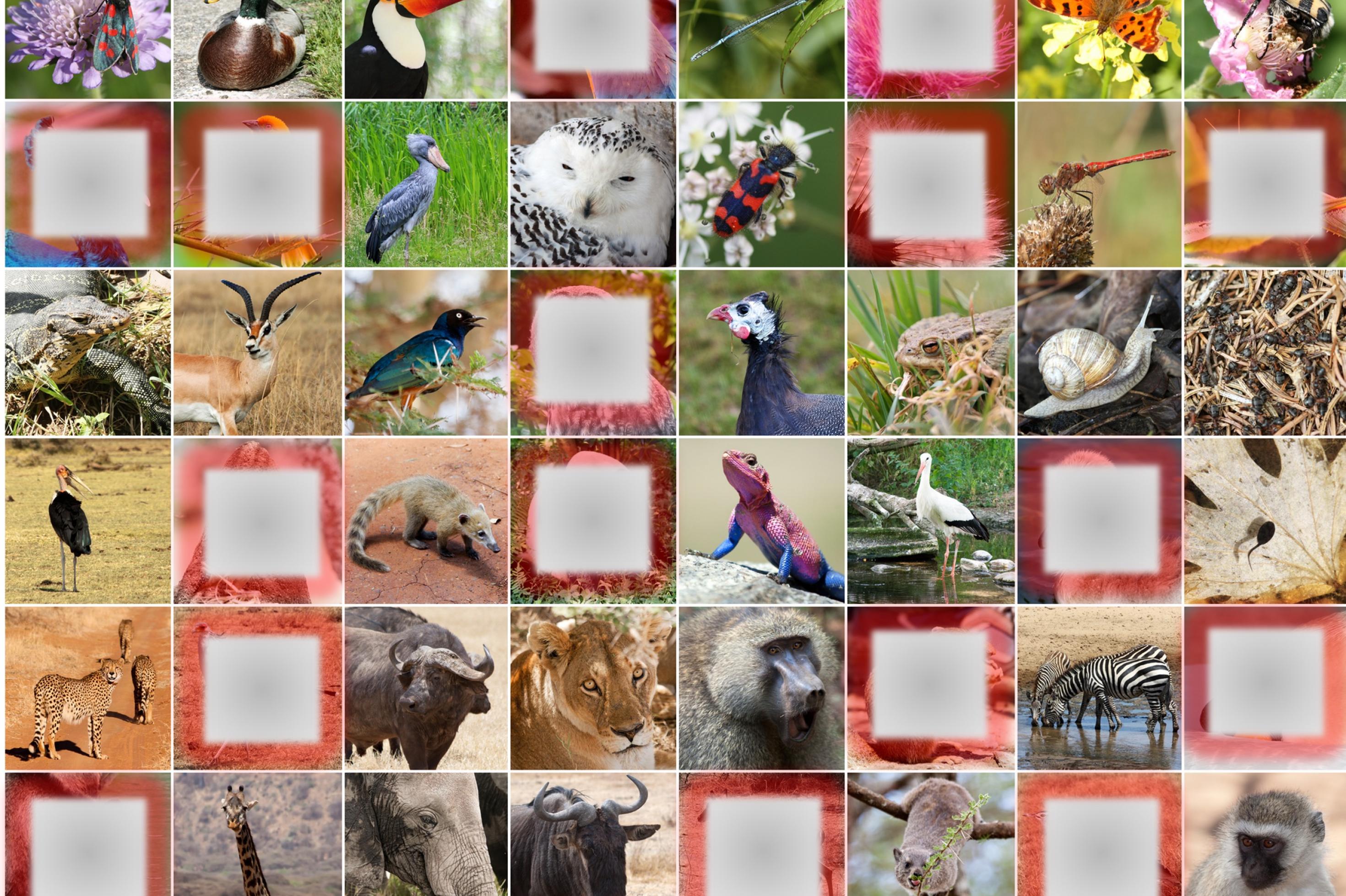 Collage mit Tierbildern bei denen jedes dritte Bild verpixelt ist.