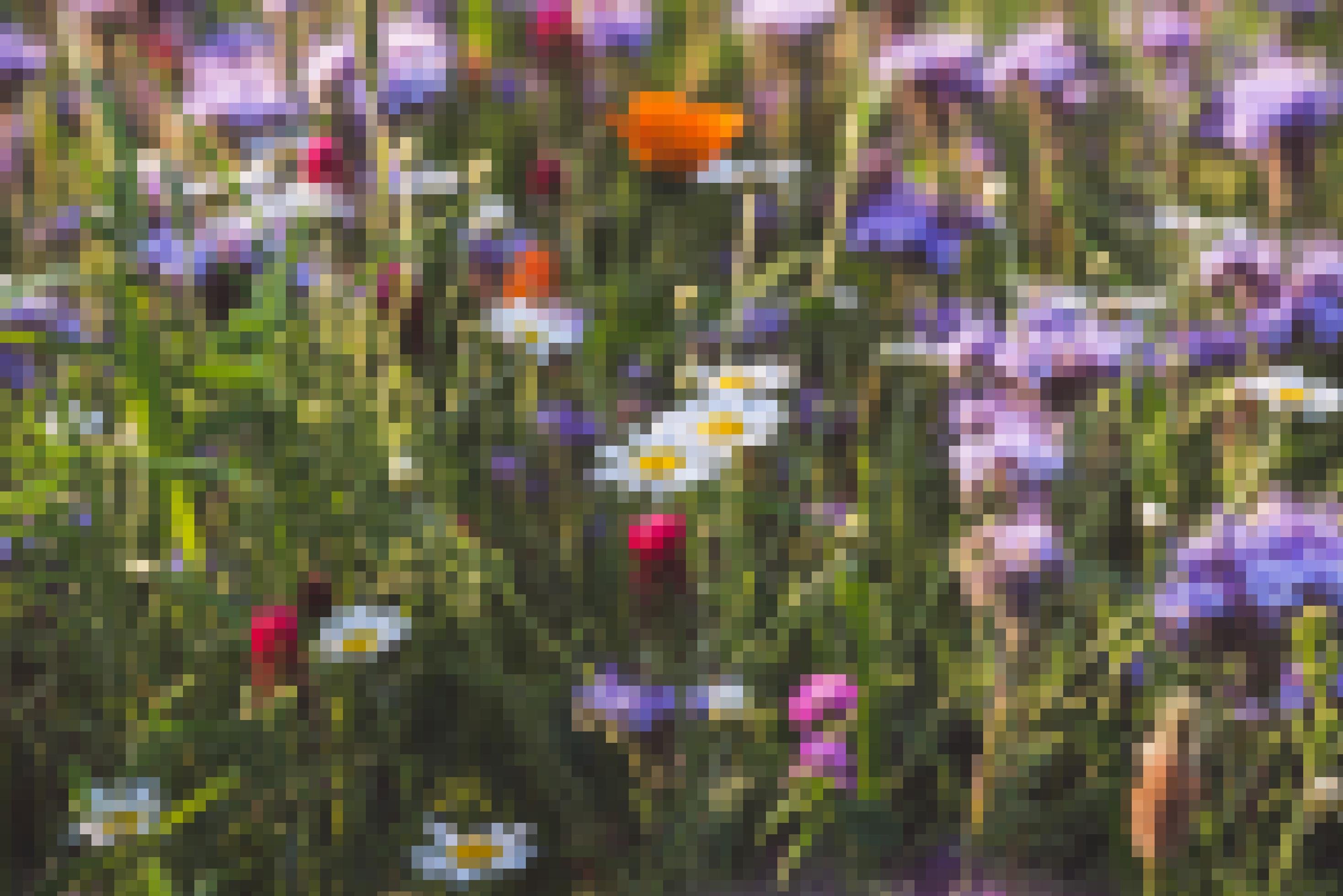 Das Bild zeigt eine Blumenwiese in Österreich mit zahlreichen verschiedenen Arten, darunter Margeriten und Ringelblumen.