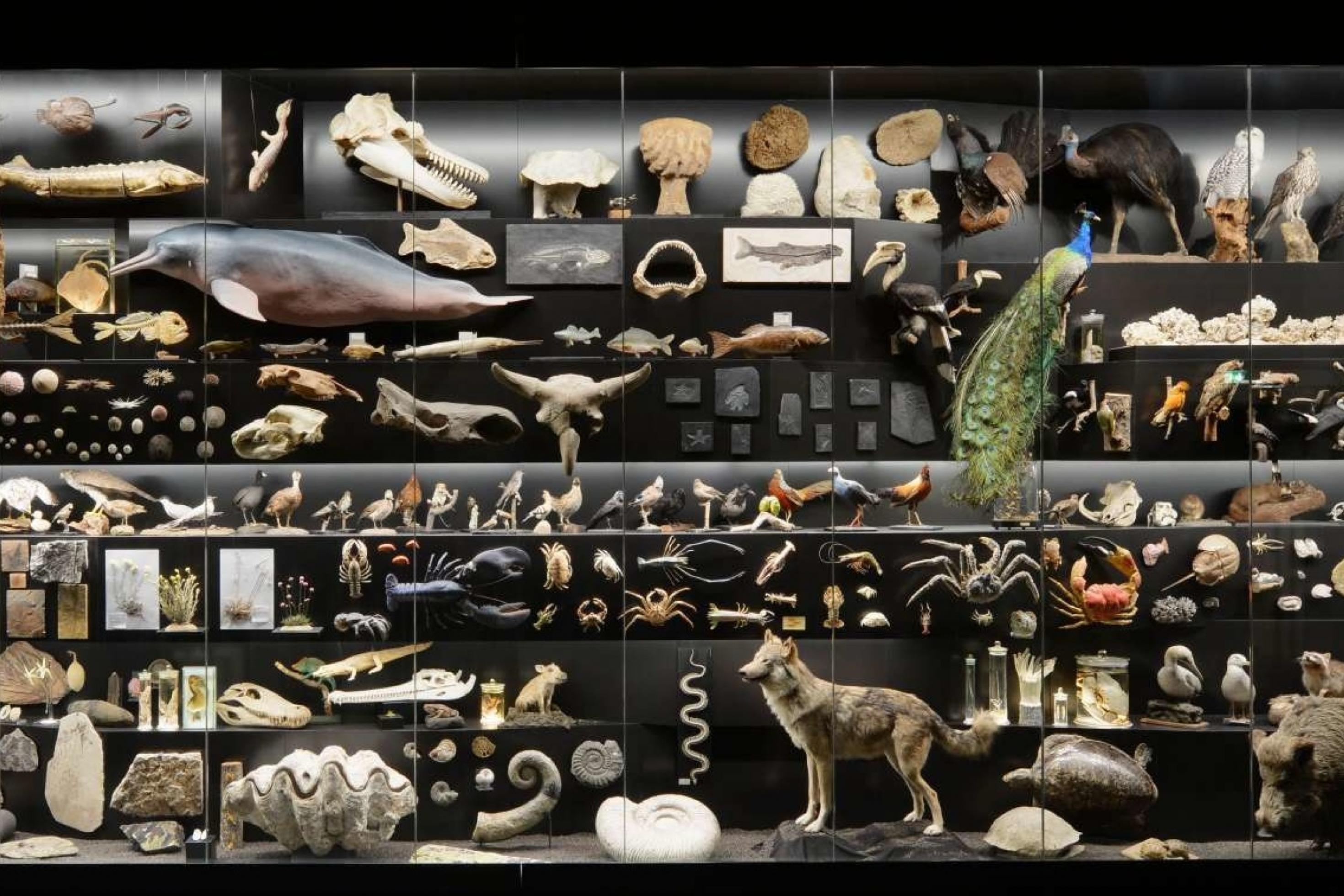 Eine riesige schwarze Vitrine in einem Museum mit einer Vielzahl von Tieren, vom Wolf über Delfin bis zum Straußenvogel