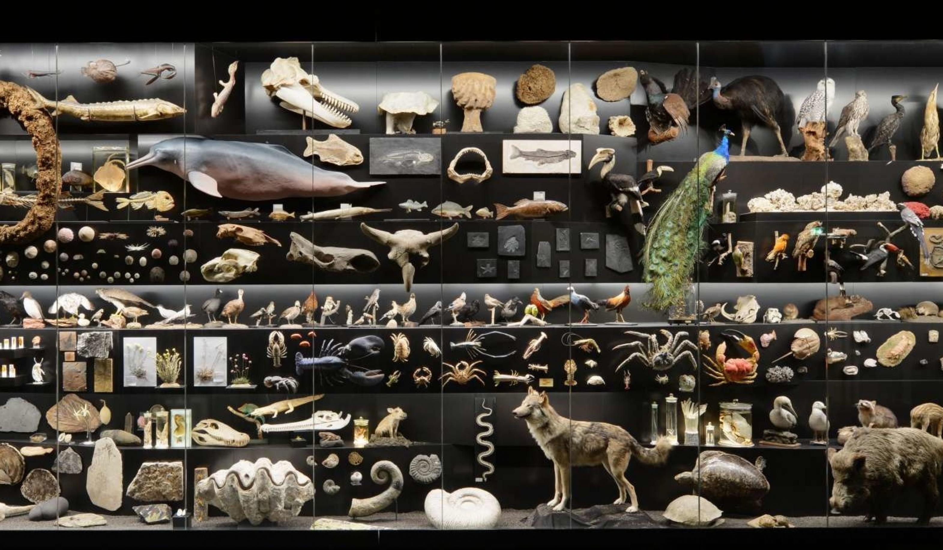 Eine riesige schwarze Vitrine in einem Museum mit einer Vielzahl von Tieren, vom Wolf über Delfin bis zum Straußenvogel
