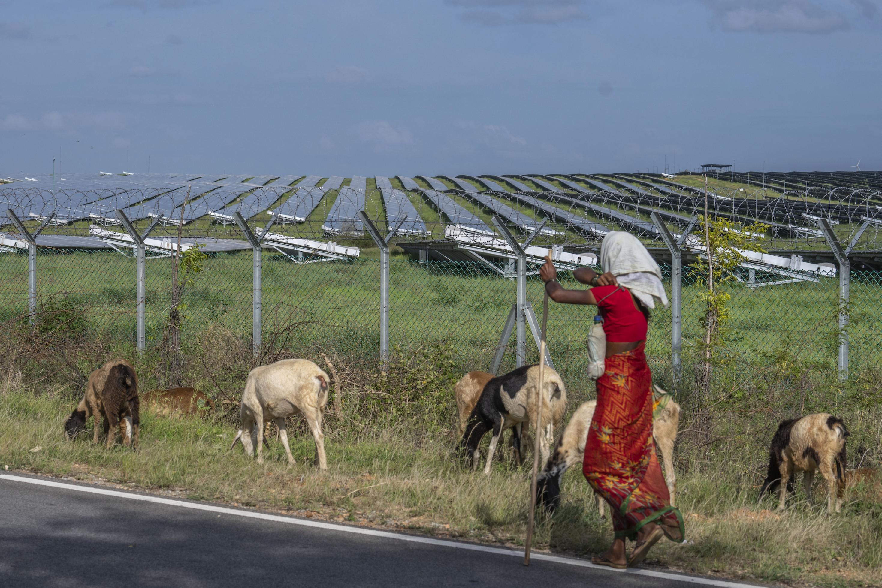 Eine Frau in rotem Kleid treibt Ziegen vor sich her vor dem Hintergrund eines weitflächigen Solarkraftwerks mit Panelen.