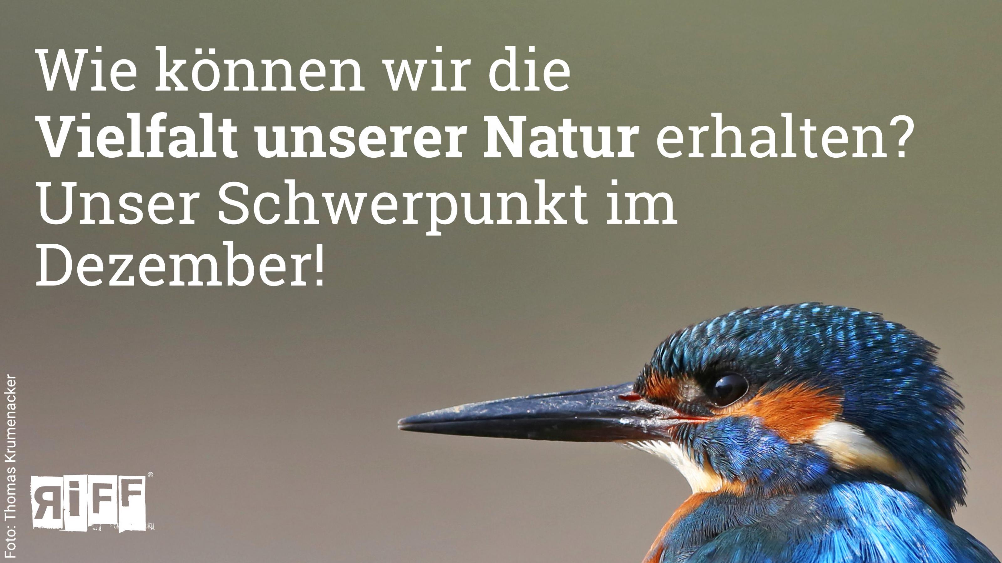 Ein Portrait eines Eisvogels. Dazu der Text: Wie können wir die Vielfalt unserer Natur erhalten? Unser Schwerpunkt im Dezember!"