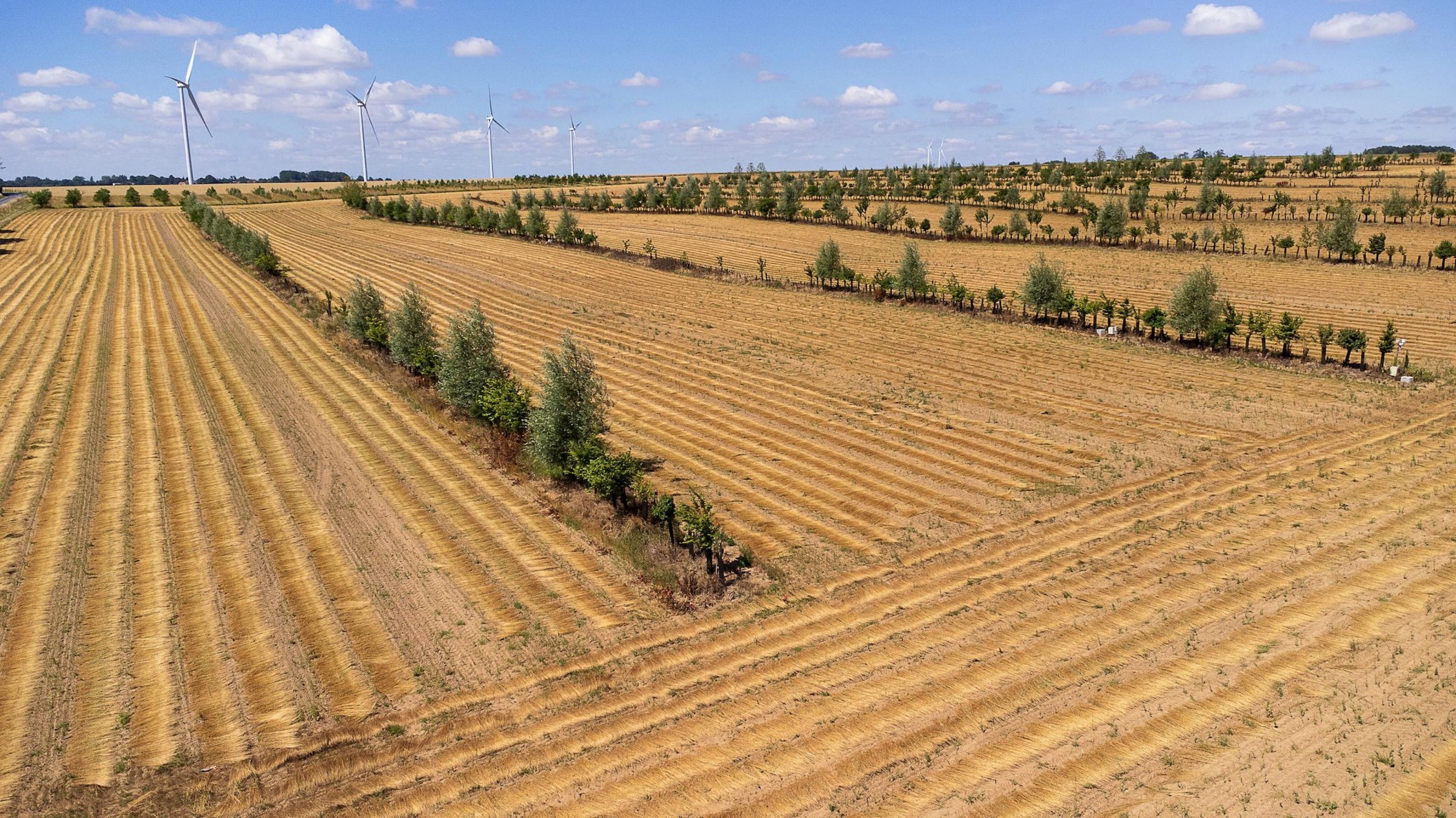 Auf einem großen Getreidefeld wurden lange Reihen von Hecken gepflanzt, am Horizont Windräder.