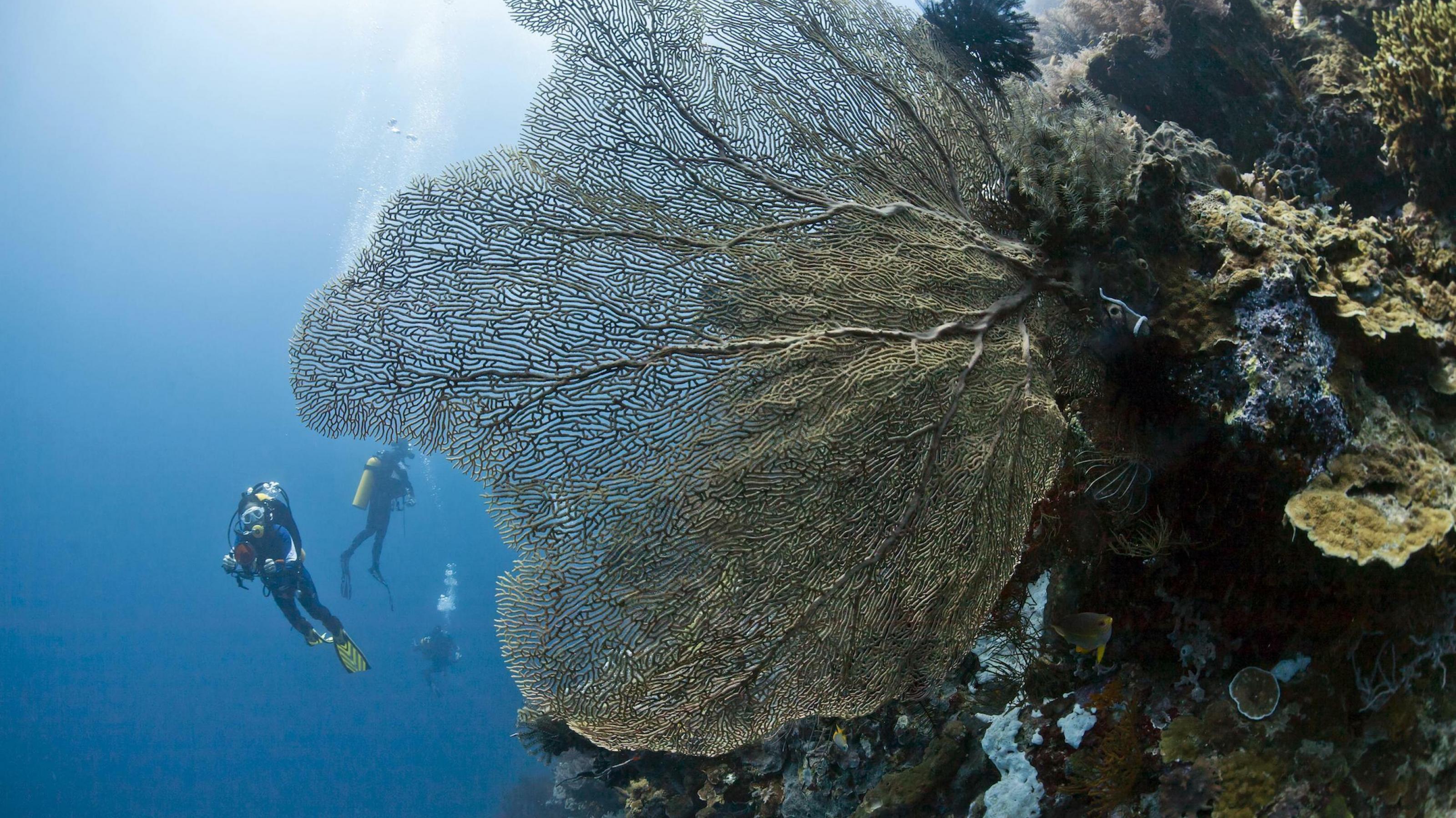 Taucher im Meer vor einer fächerförmigen Koralle.
