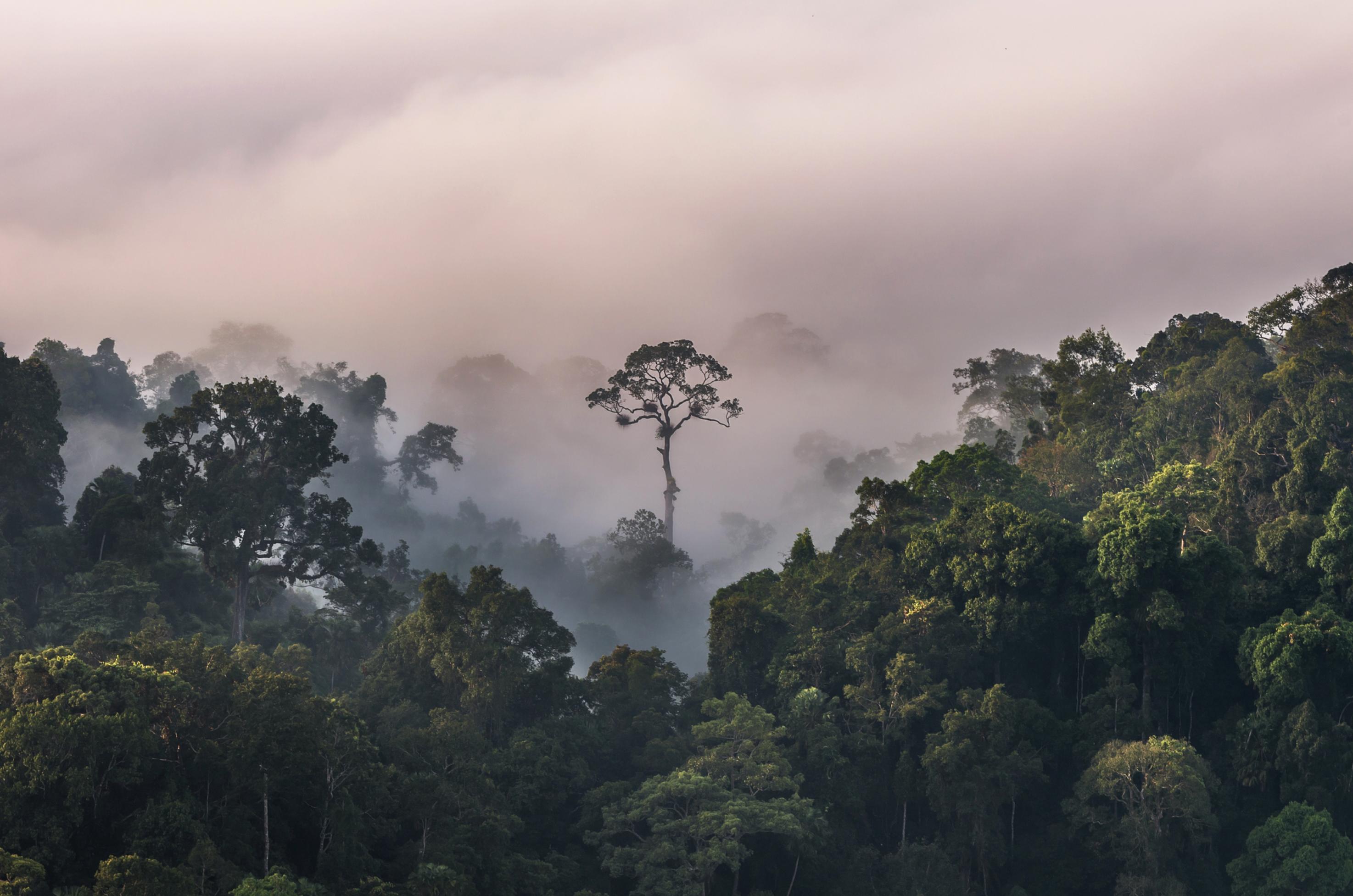 Waldlandschaft in Thailand mit einem freistehenden großen Baum und Bergen im Hintergrund.