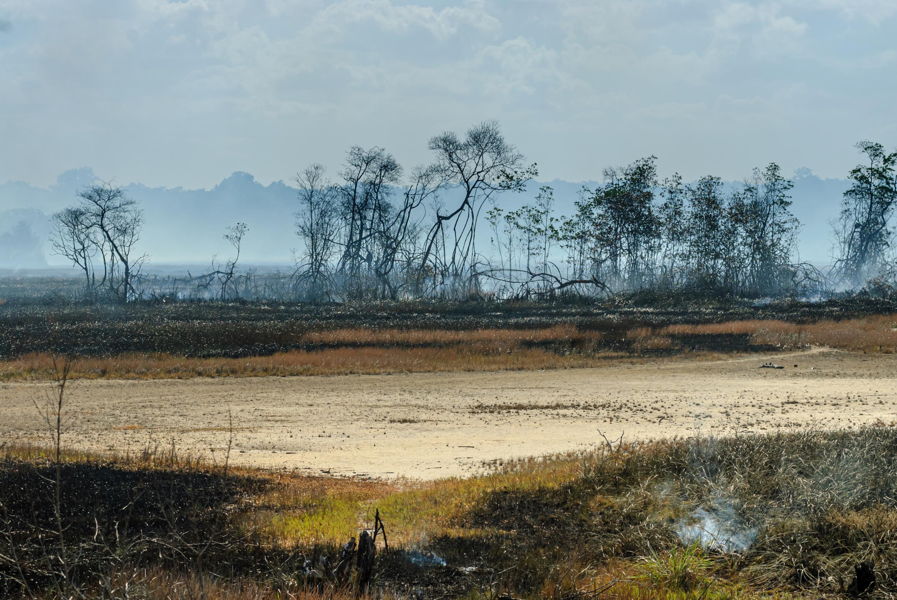 Durch Brand zerstörter Mangrovenwald, nur noch Reste sind zu sehen.