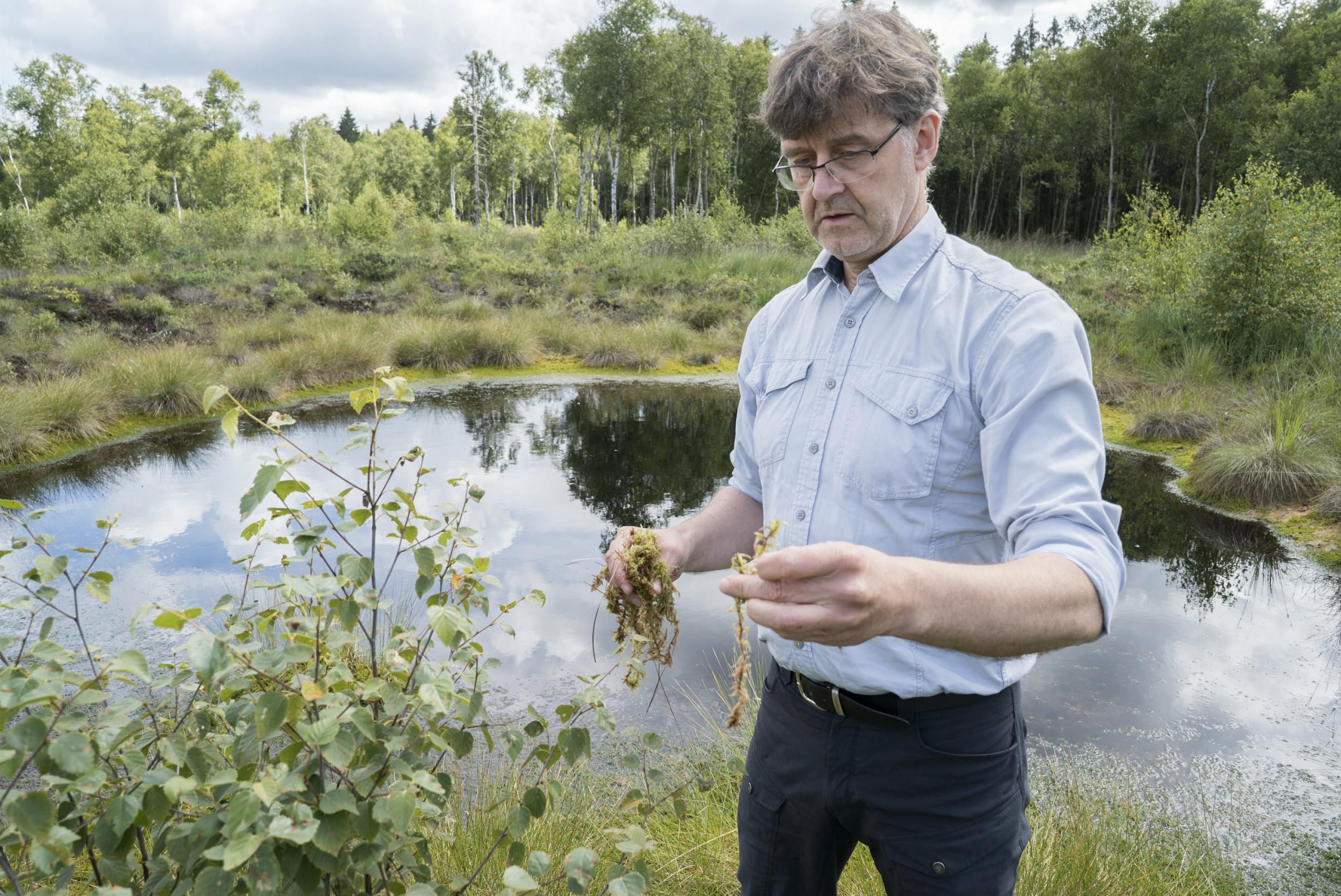 Der Experte steht vor einem Moortümpel und hält tropfendes Sphagnum-Moor in der Hand.