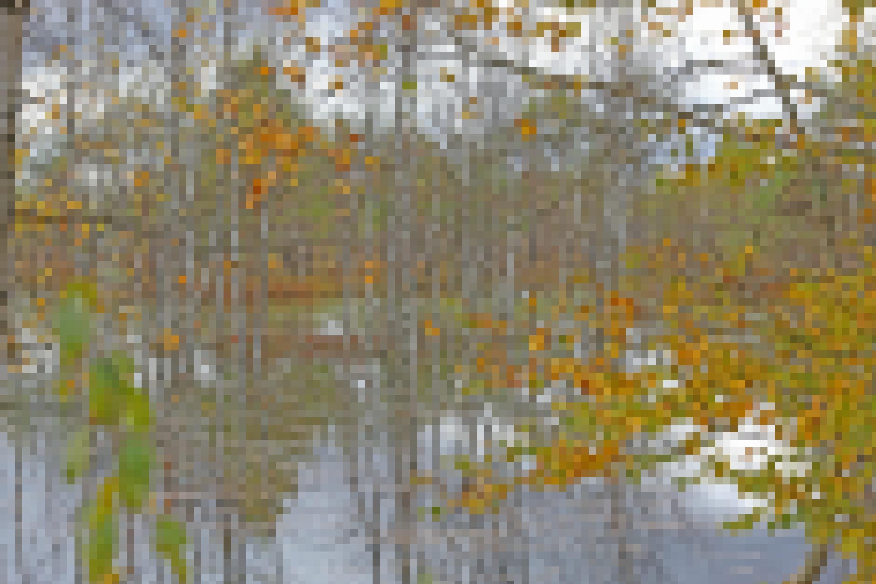 Ein Moor mit tief im Wasser stehenden Birken und herbstlichem Laub auf der Wasseroberfläche