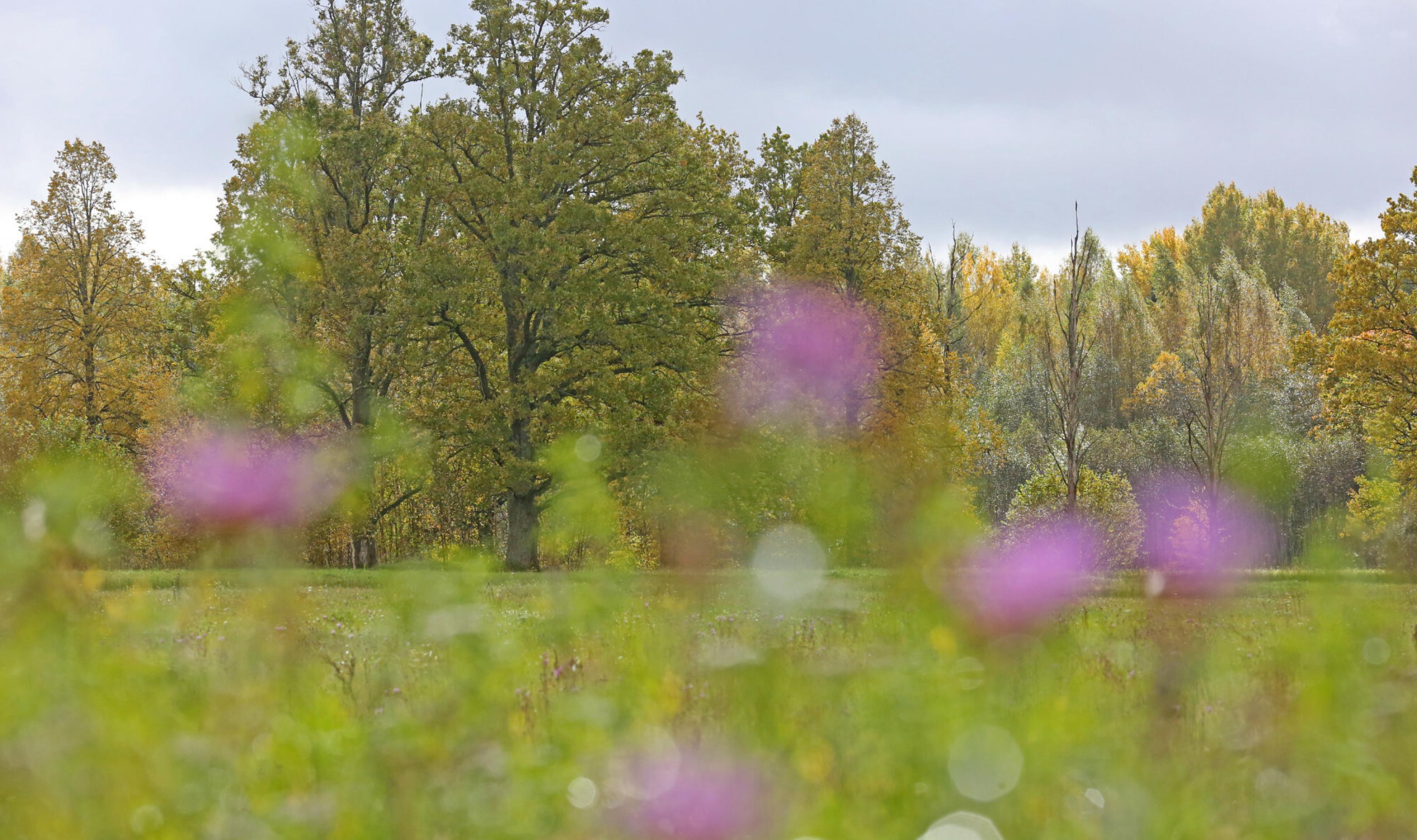 Eine alte Eiche nach dem Regen in einer natürlichen Wiesenlandschaft