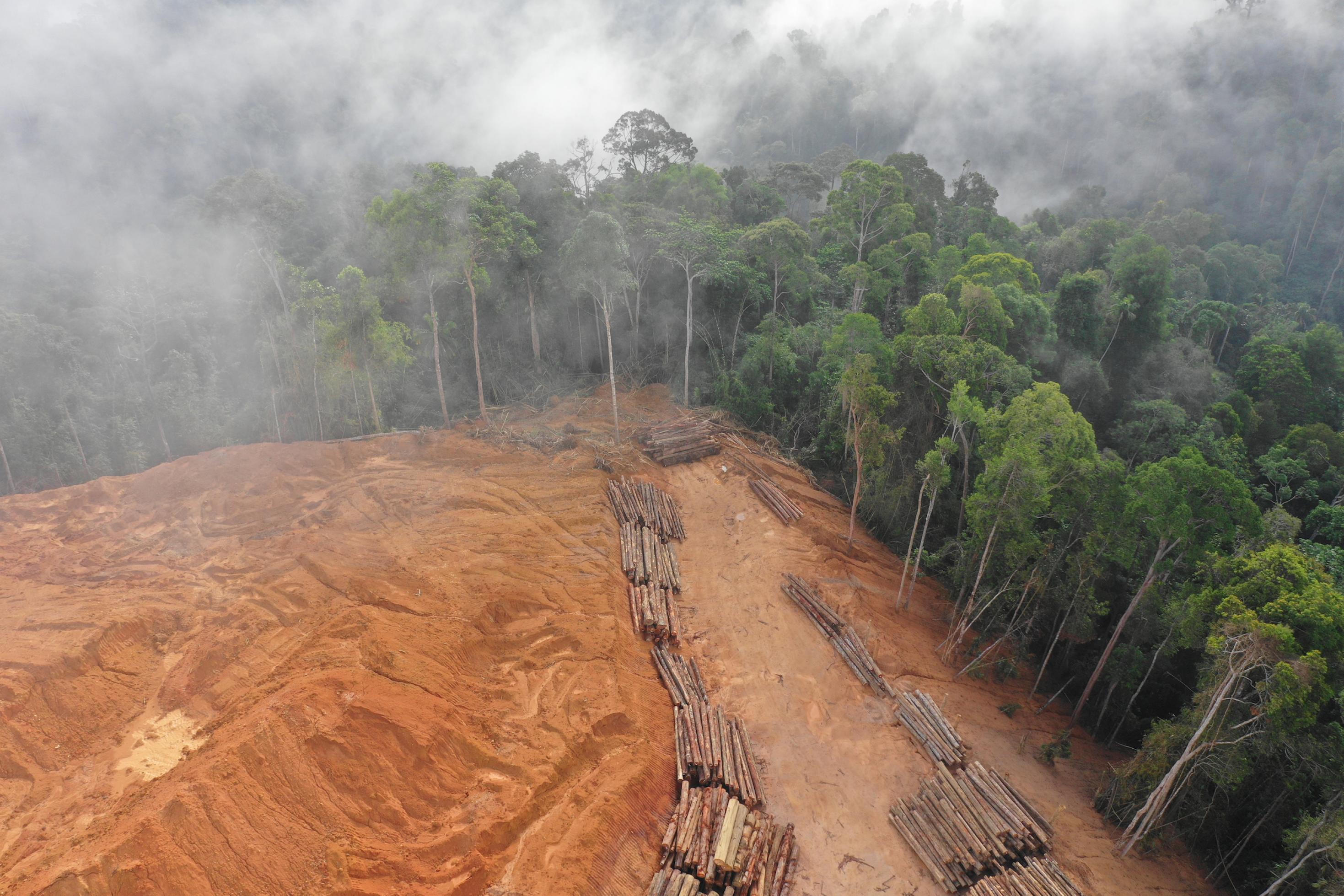 Luftfoto einer Rodungsschneise im Regenwald in Malaysia. Holz ist gestapelt, eine Wunde klafft im Wald.