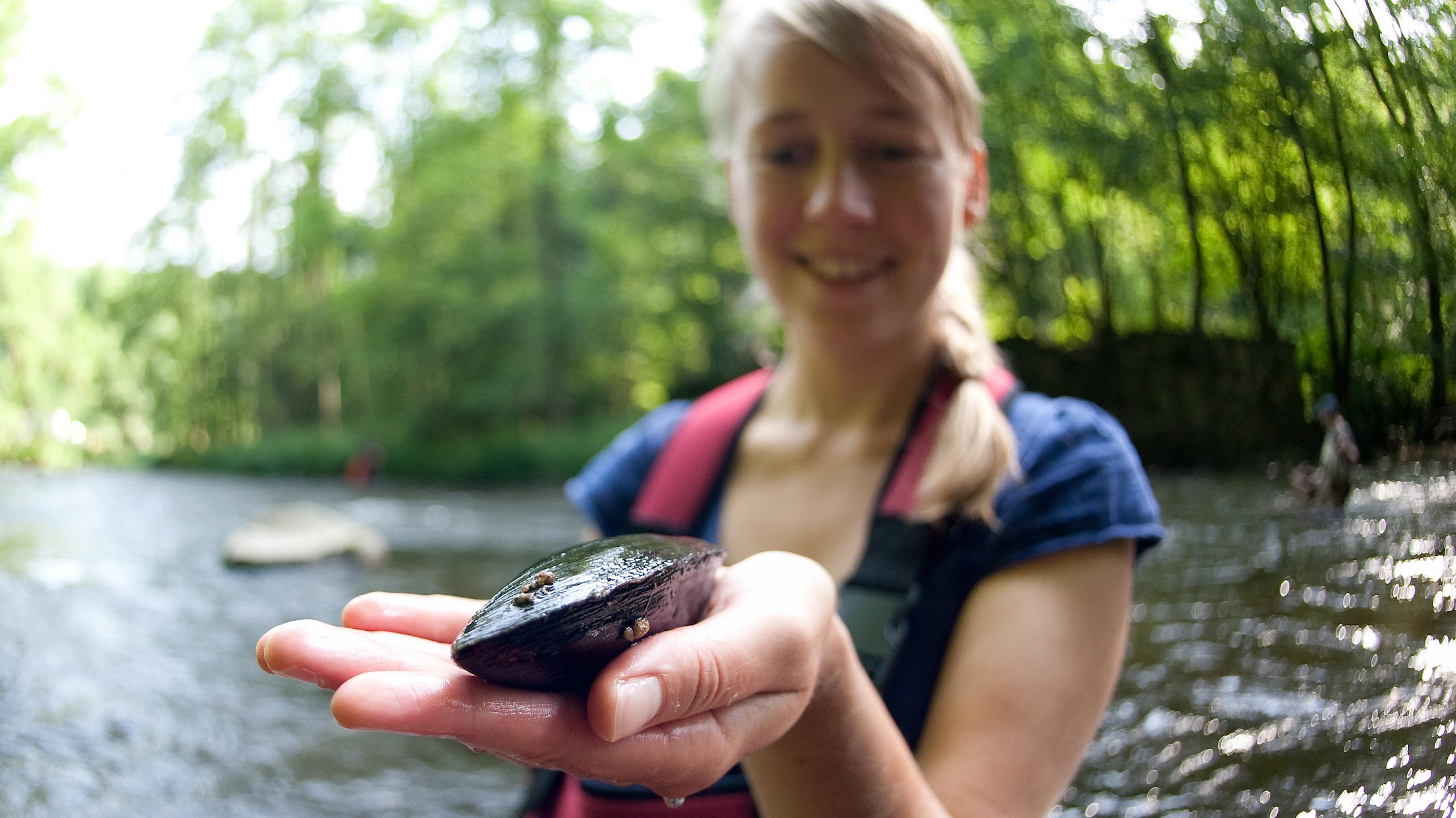 Eine junge Wissenschaftlerin steht in einem Fluss und hält eine Flussperlmuschel auf ihrer geöffneten Handfläche.