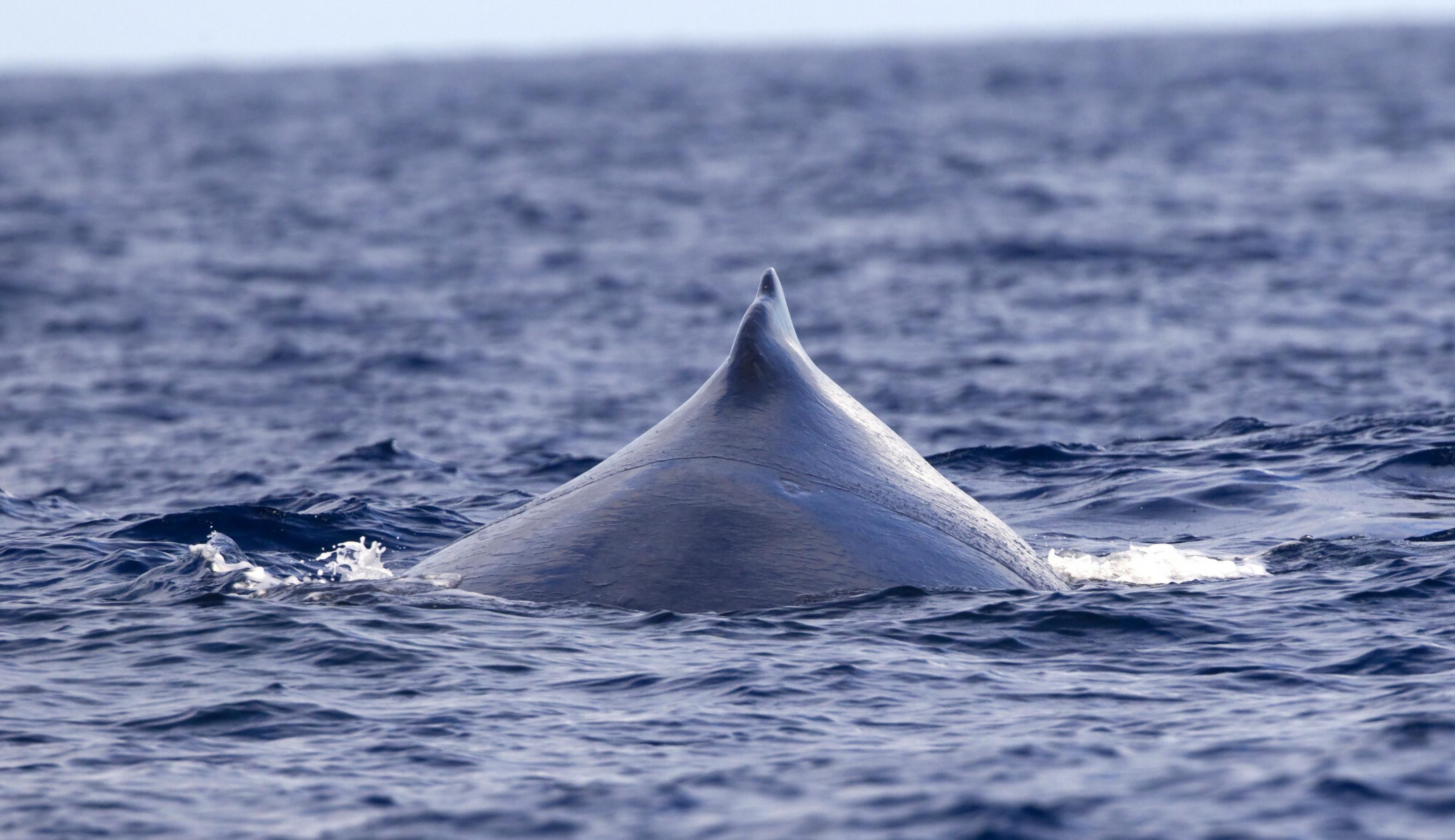 Das Heck eines Buckelwals ragt aus dem Wasser des Indischen Ozeans.
