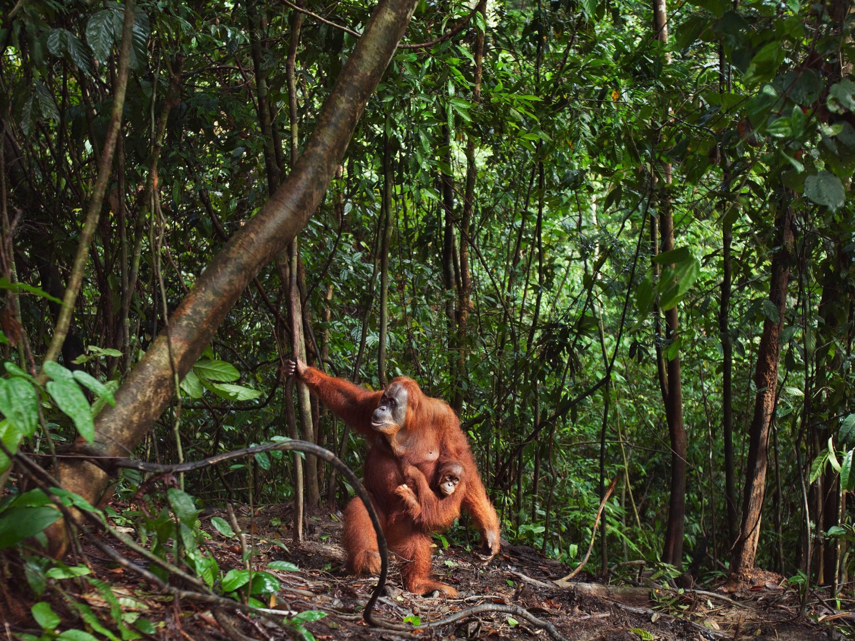 Der große Menschenaffen läuft aufrecht durch den Wald, an ihr hängt das Baby.