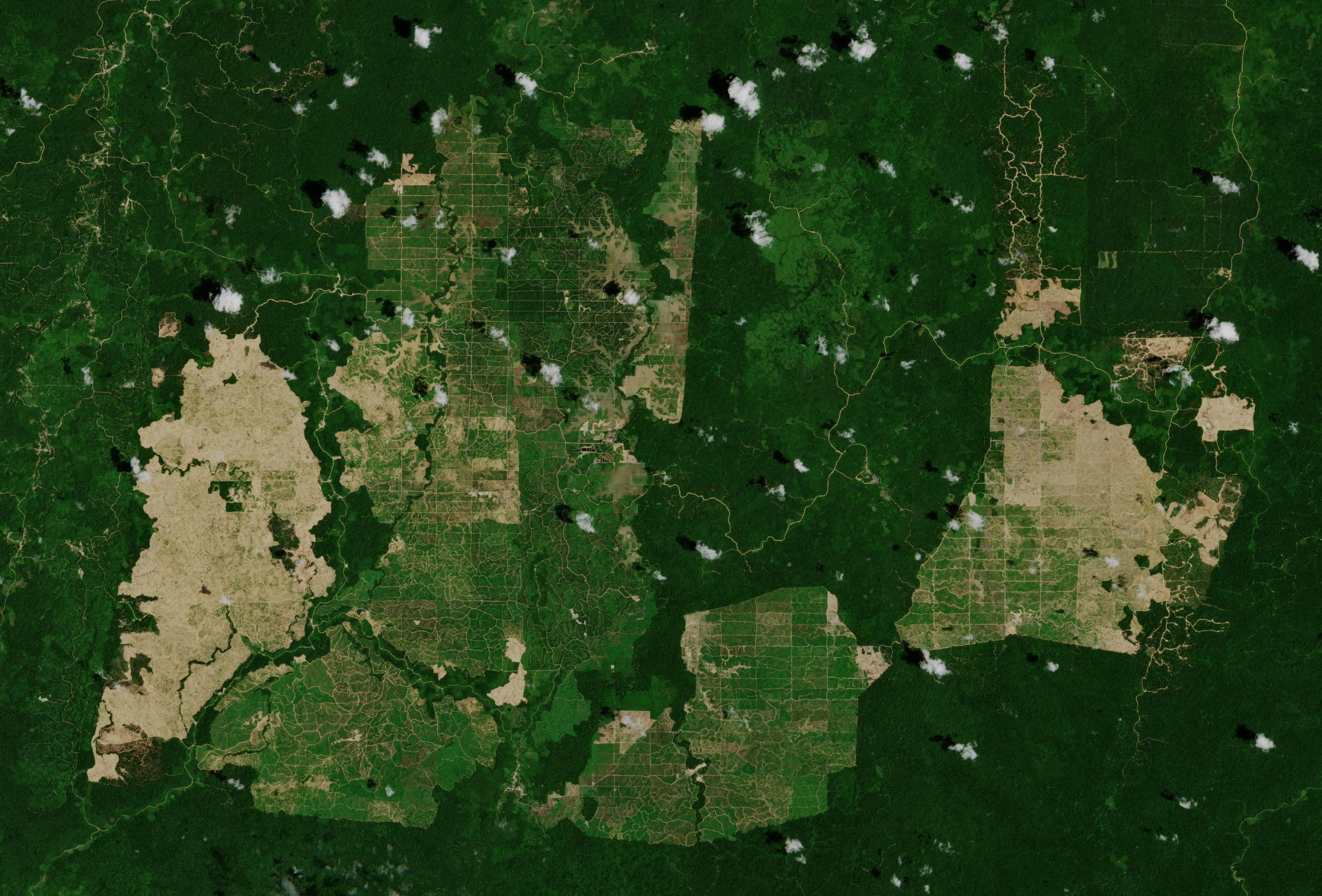 Weltraumbild: Die Plantagen fressen sich in den Wald.