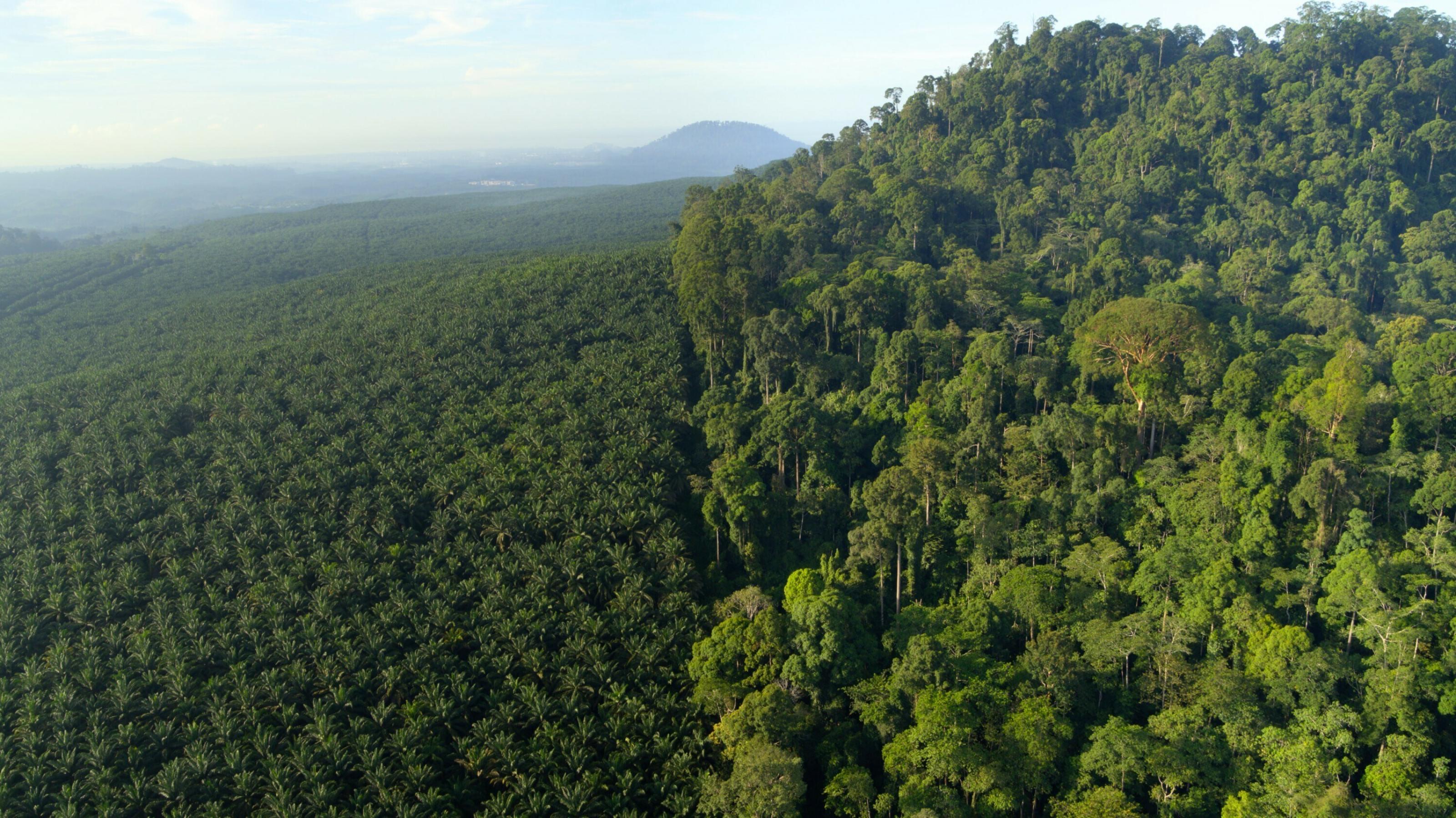 Das Bild ist in zwei scharfe Hälften geteilt, links eine industrielle Palmölplantage, rechts tropischer Regenwald.