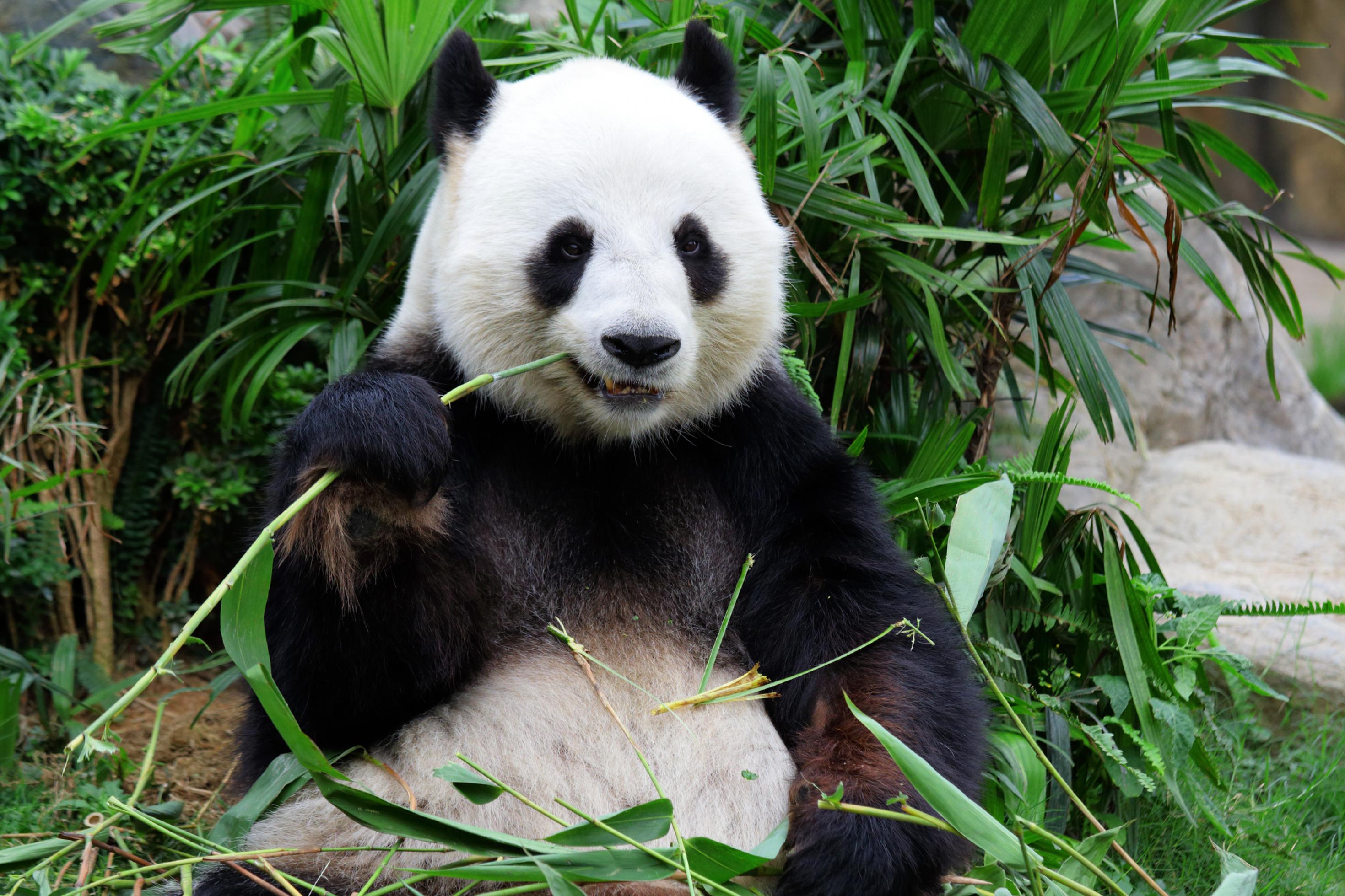 EIn Pandabär frisst Bambus