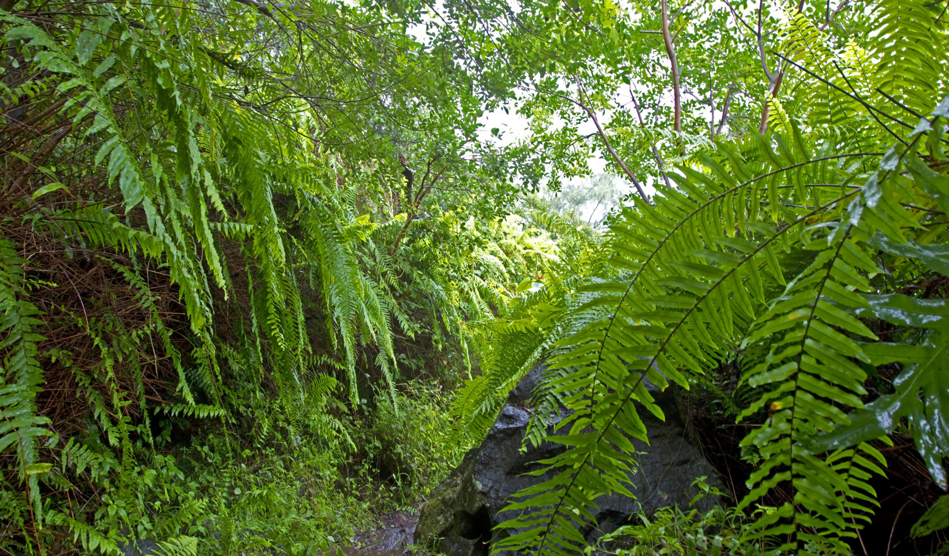 Eine Nahaufnahme eines Regenwalds mit dichtem Farn auf La Reunion
