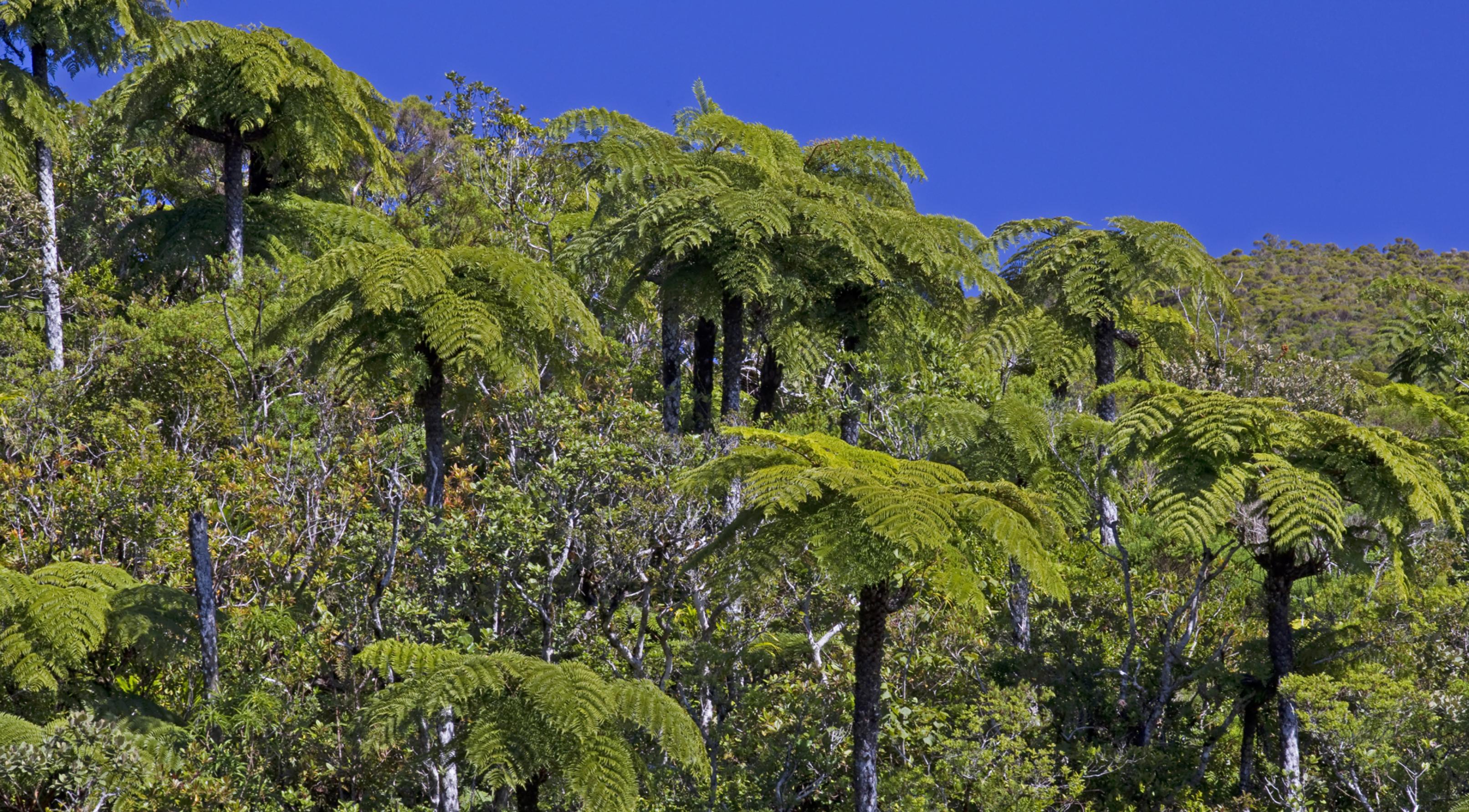 Ein Landschaftsfoto des tropischen Regenwalds auf La Reunion