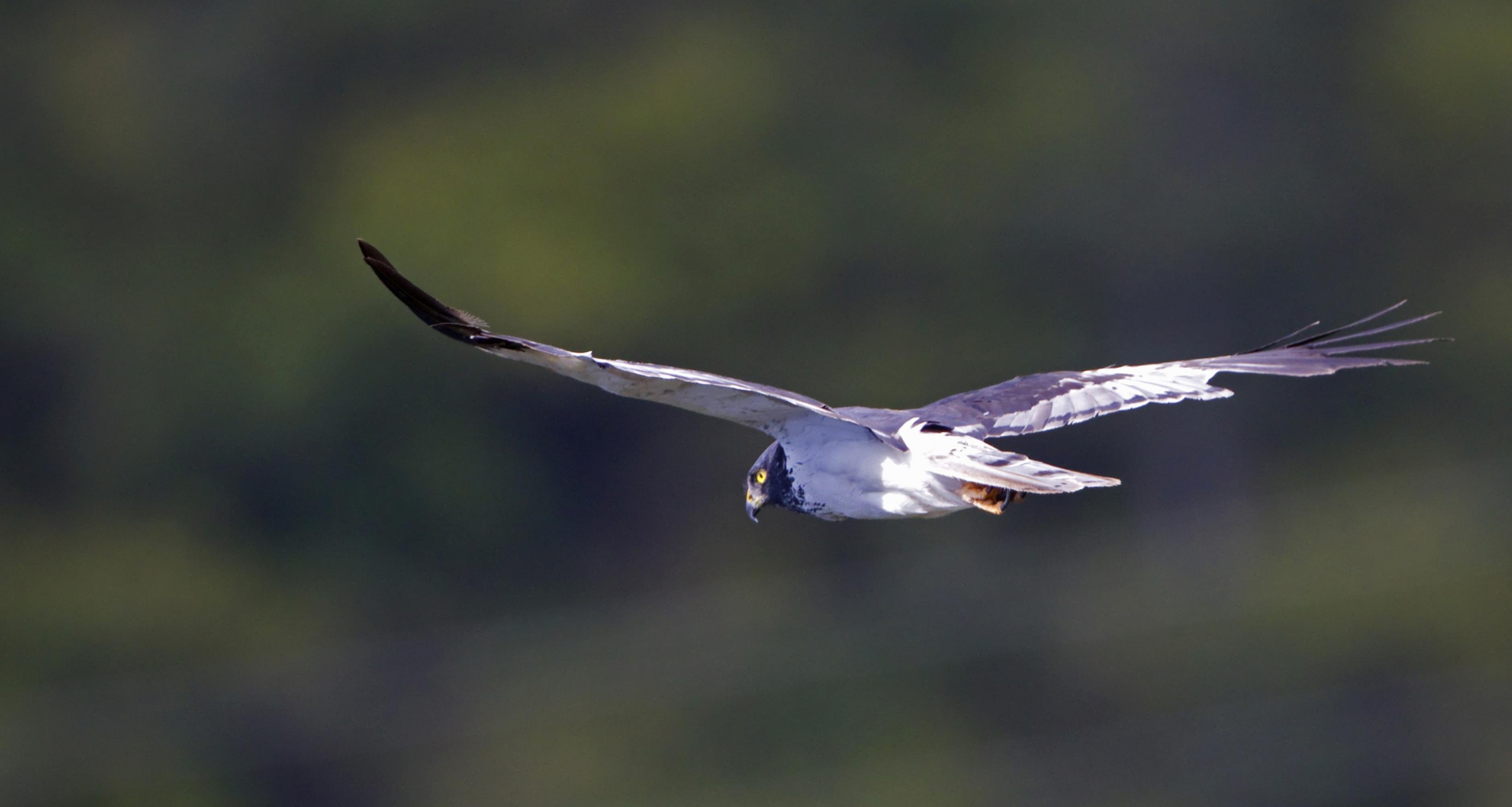 Eine fliegende Reunion-Weihe