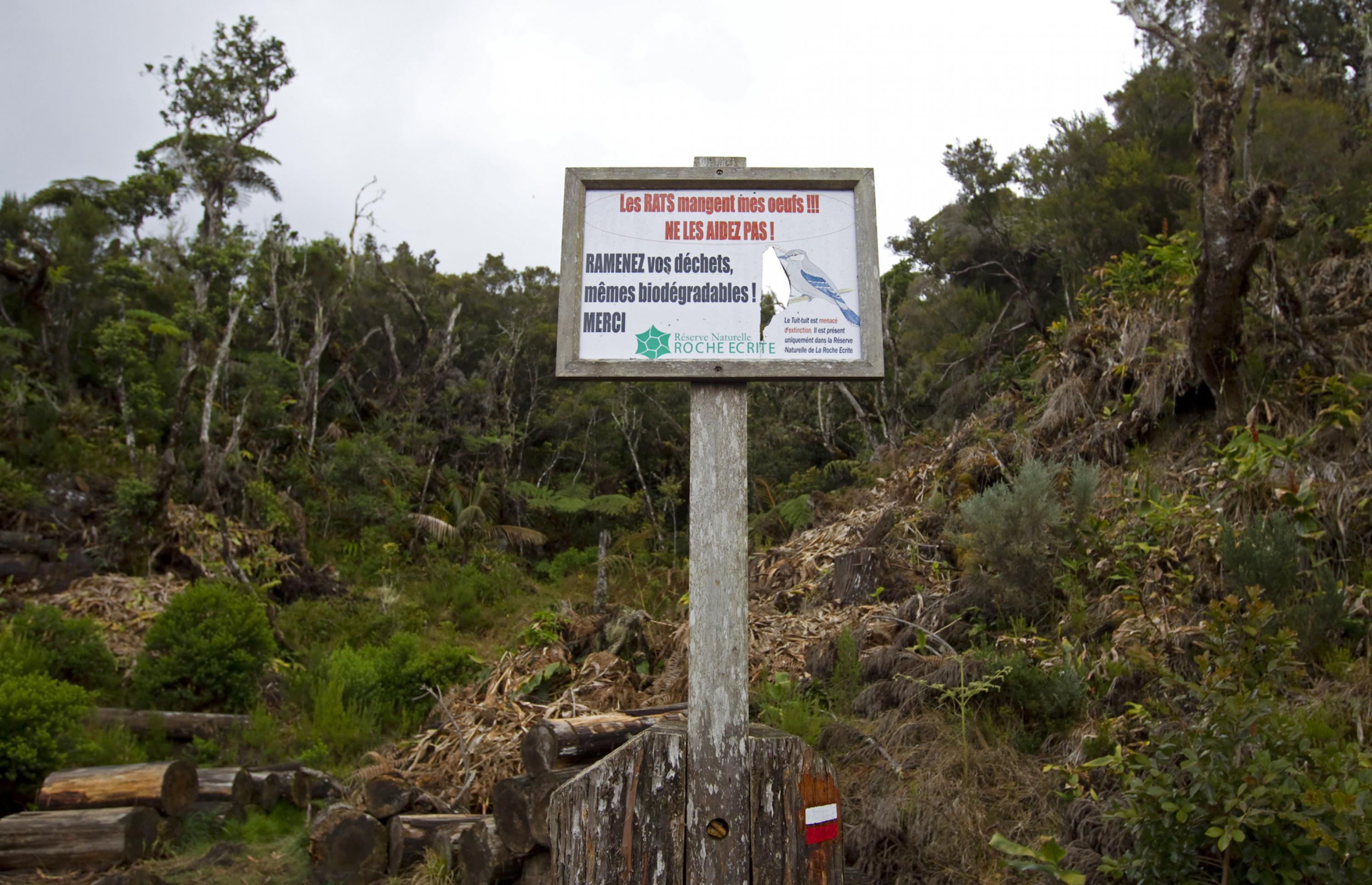 Ein Hinweisschild mit der französischen Inschrift:. „Die Ratten fressen meine Eier!!! Helfen Sie ihnen nicht“, „Nehmen Sie Ihren Abfall mit, auch Bioabfall“ in einem Brutgebiet des Tuit Tuit auf La Reunion