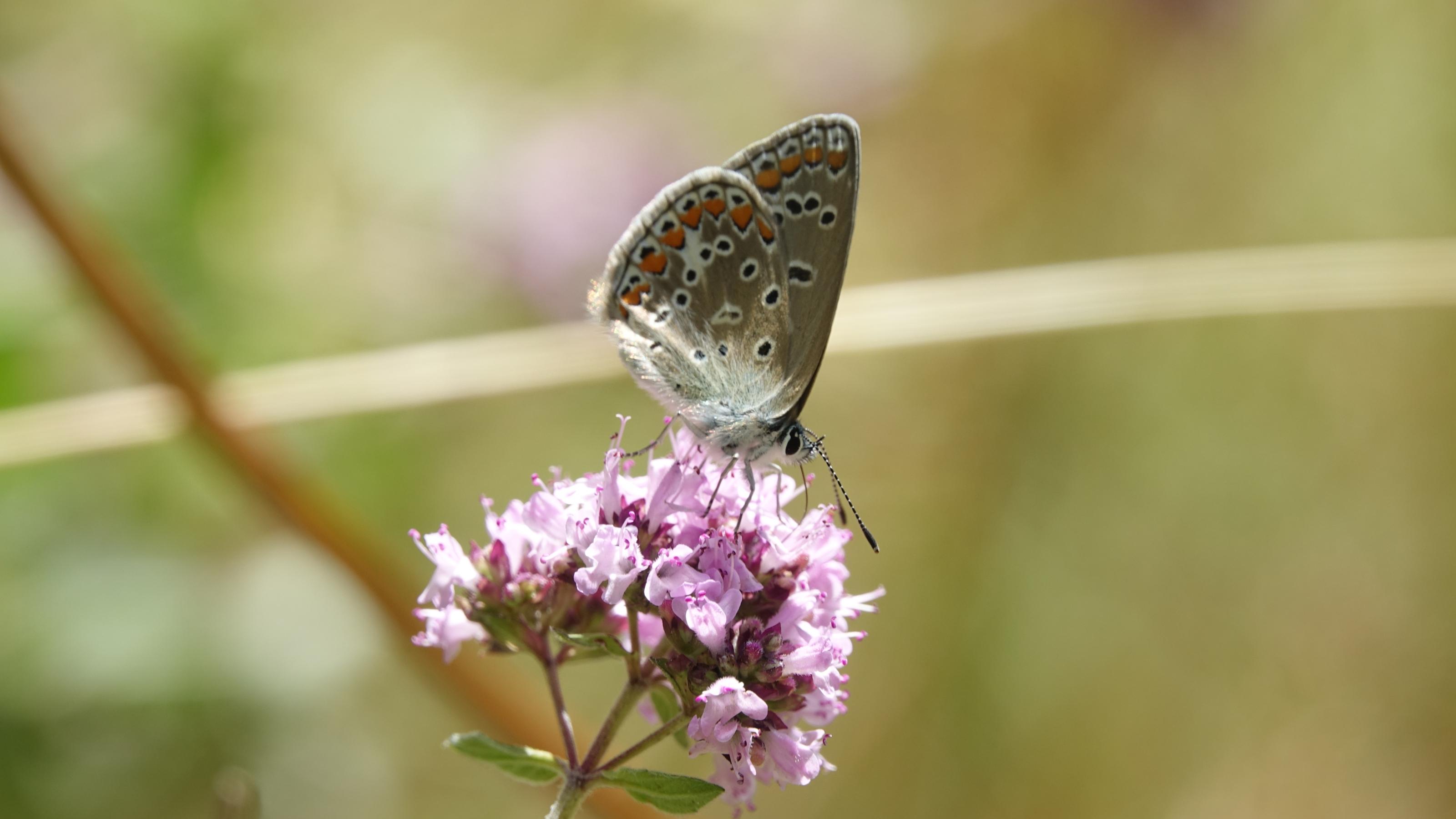 Ein bunt gescheckter Schmetterling auf einer lilafarbenen Thymianpflanze