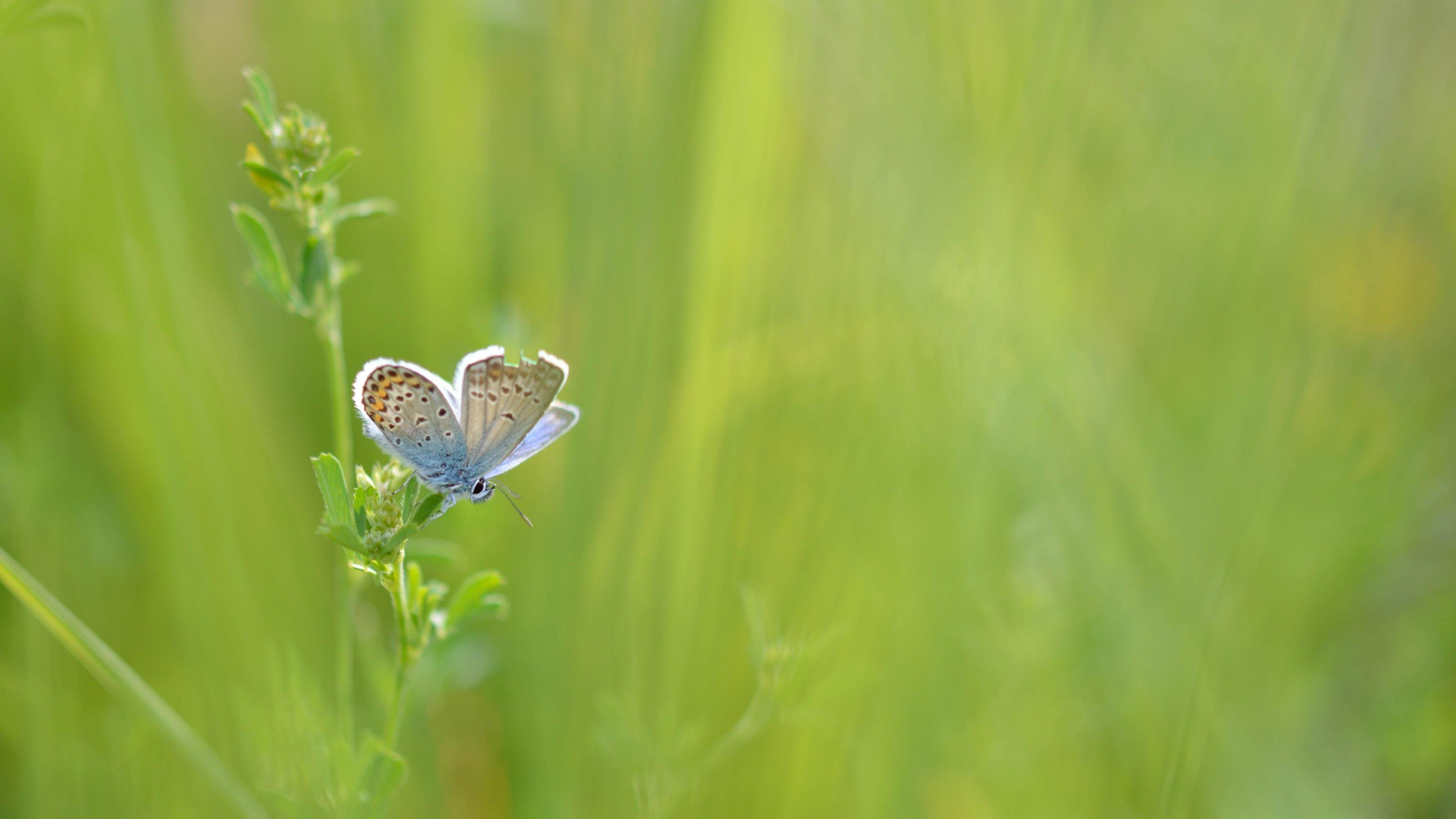 Ein schön gemusterter Schmetterling sitzt auf einer Pflanze