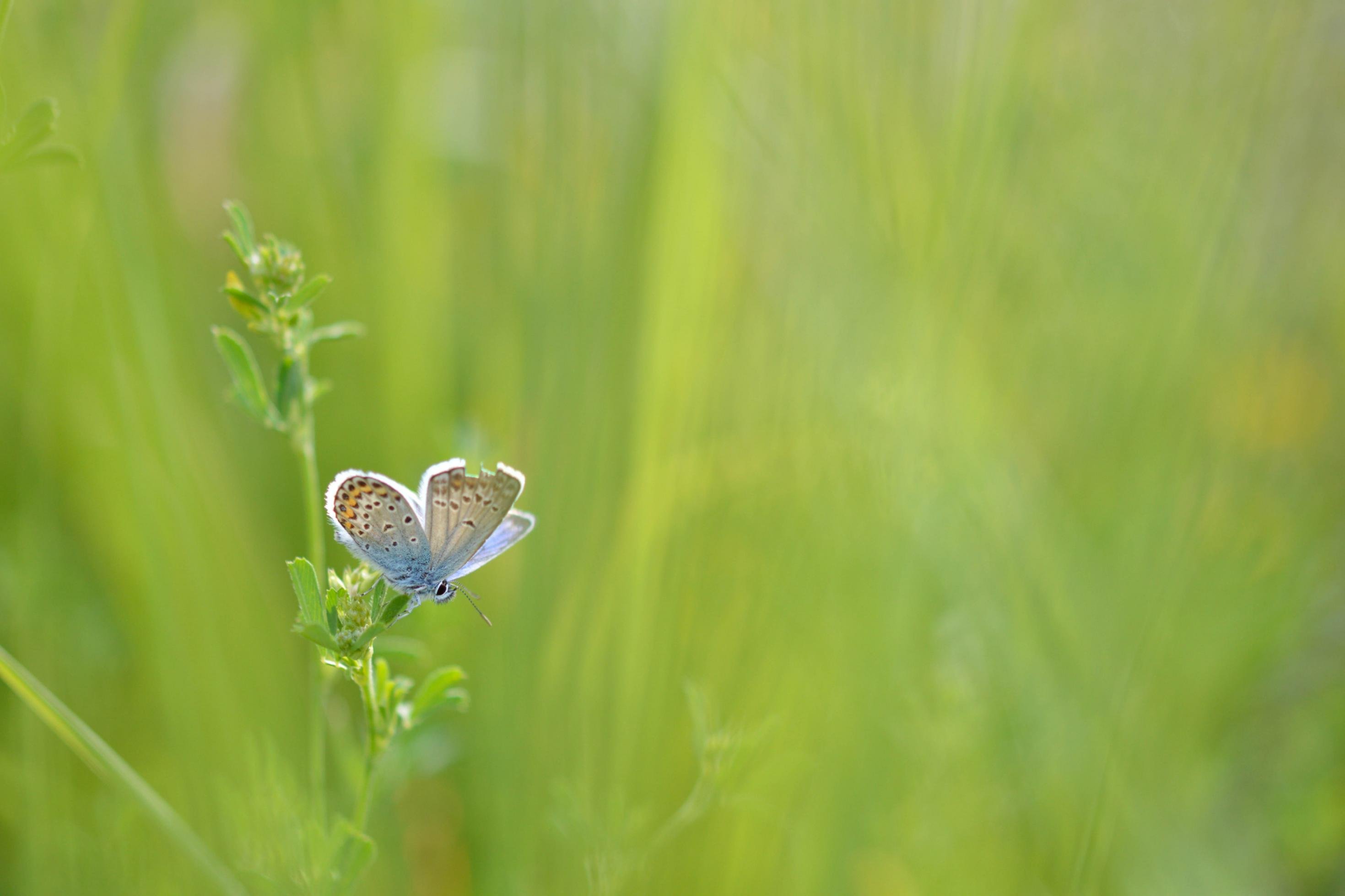 Ein schön gemusterter Schmetterling sitzt auf einer Pflanze