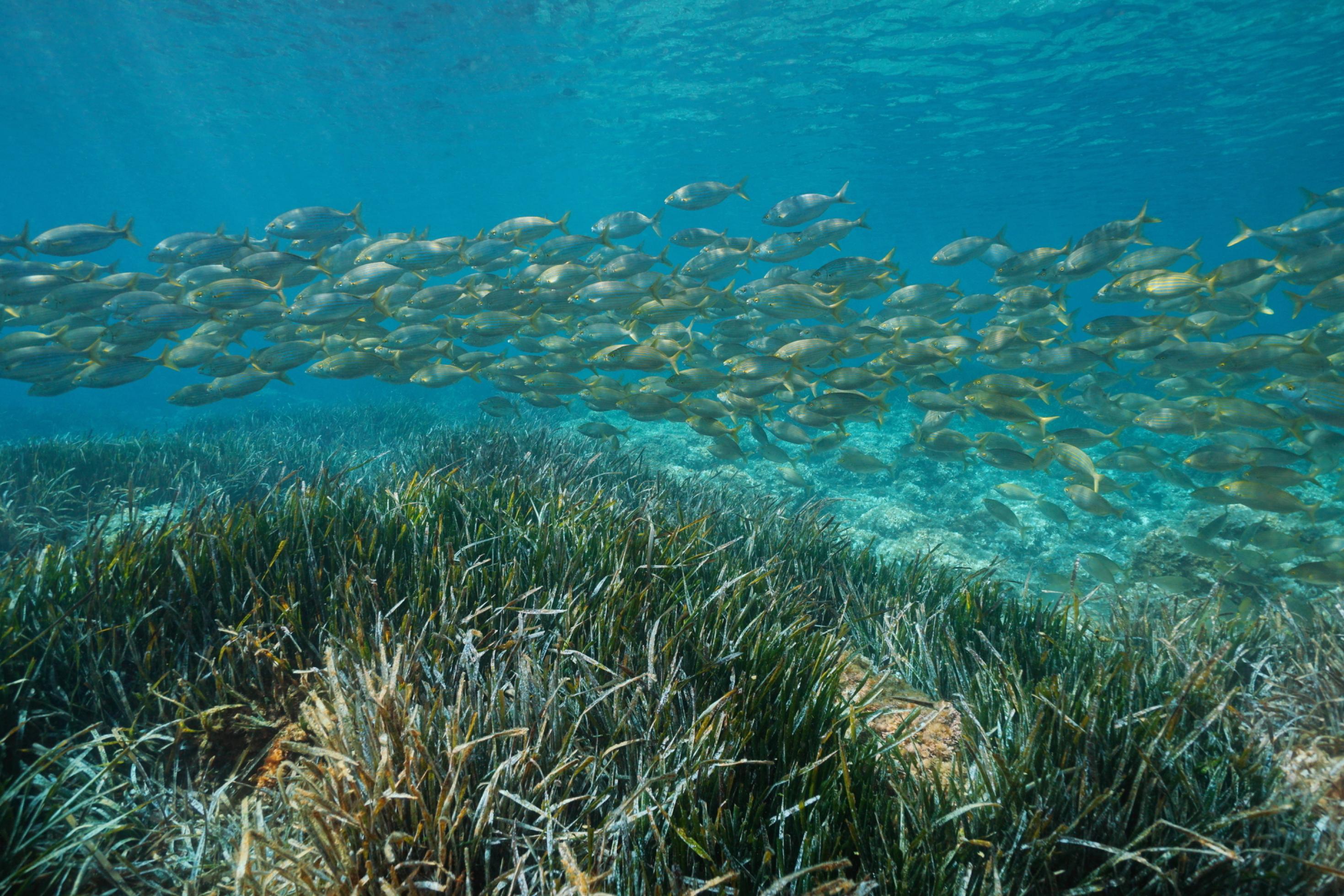Ein Fischwarm über Vegetation auf dem Meeresboden