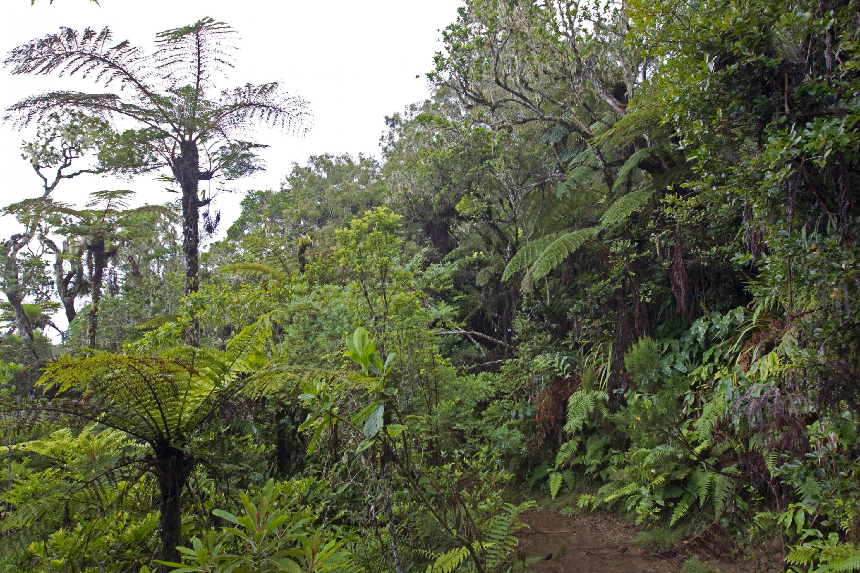 Blick in einen tropischen Regenwald