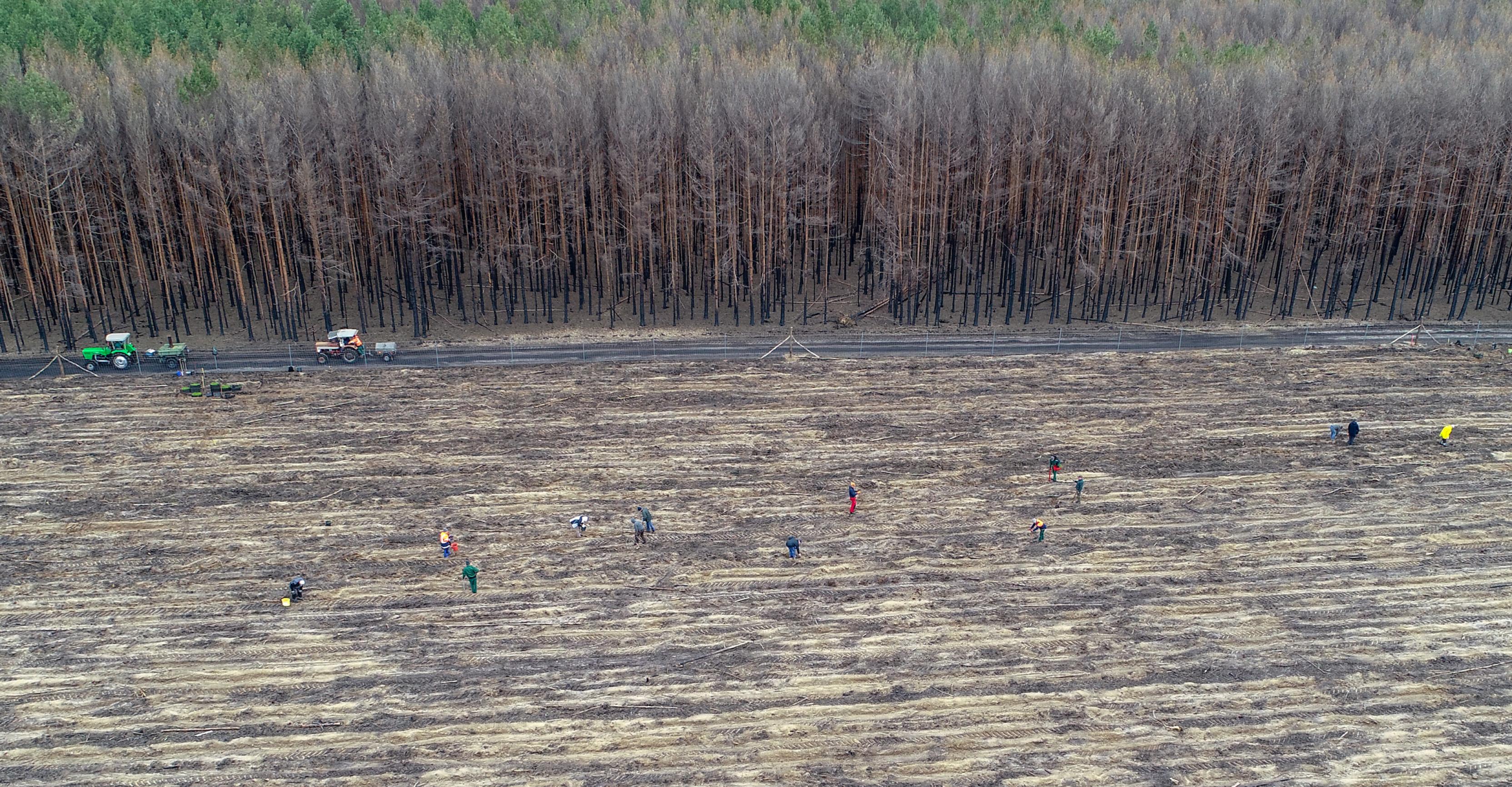 Die Luftaufnahme zeigt in der oberen Hälfte eine Kiefern-Monokultur mit Brandschäden, in der unteren Hälfte Menschen auf einer kahlen Fläche, die Bäume pflanzen.