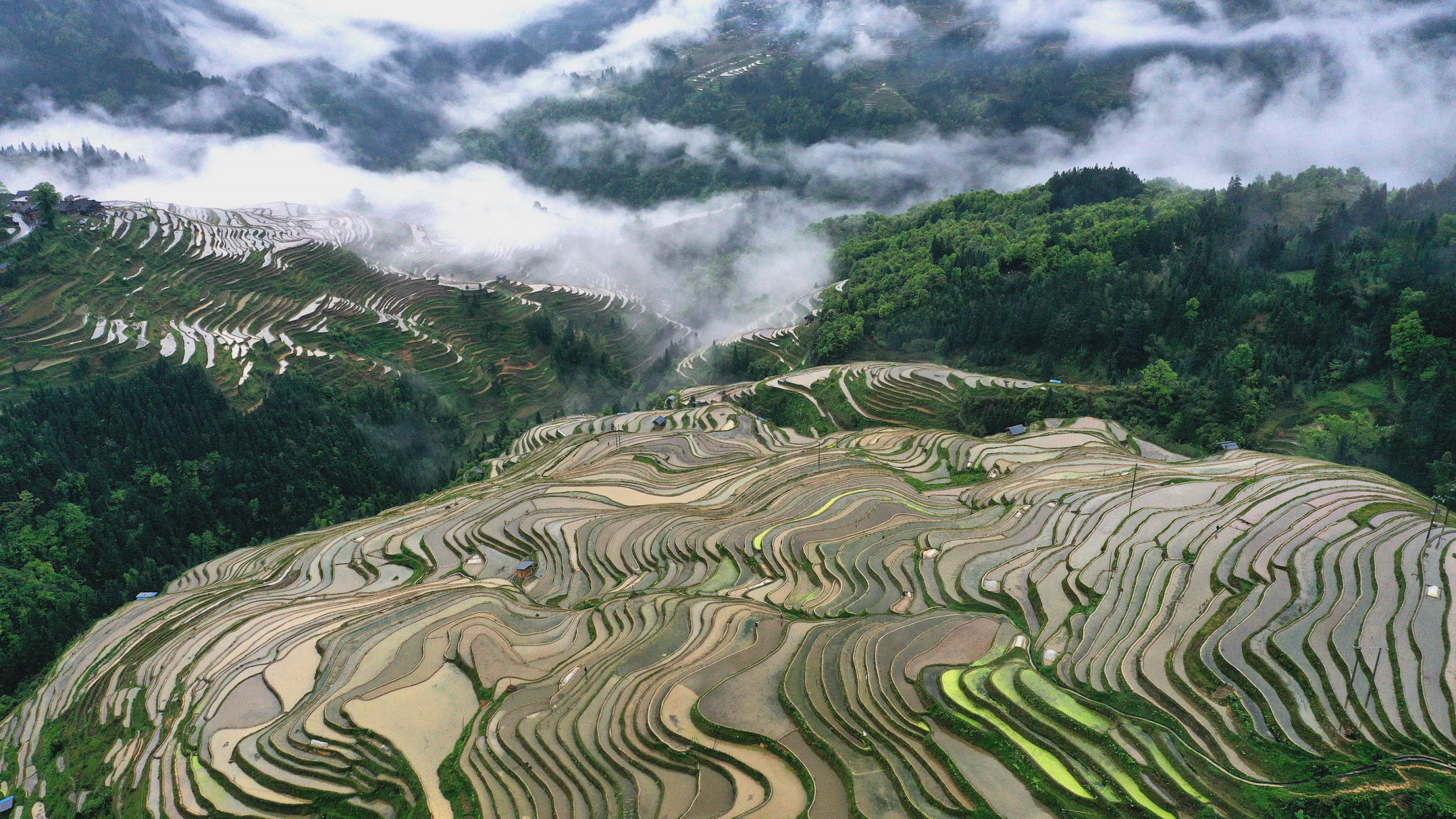 Reisterrassen in China an einem steilen Hang neben Waldflächen.