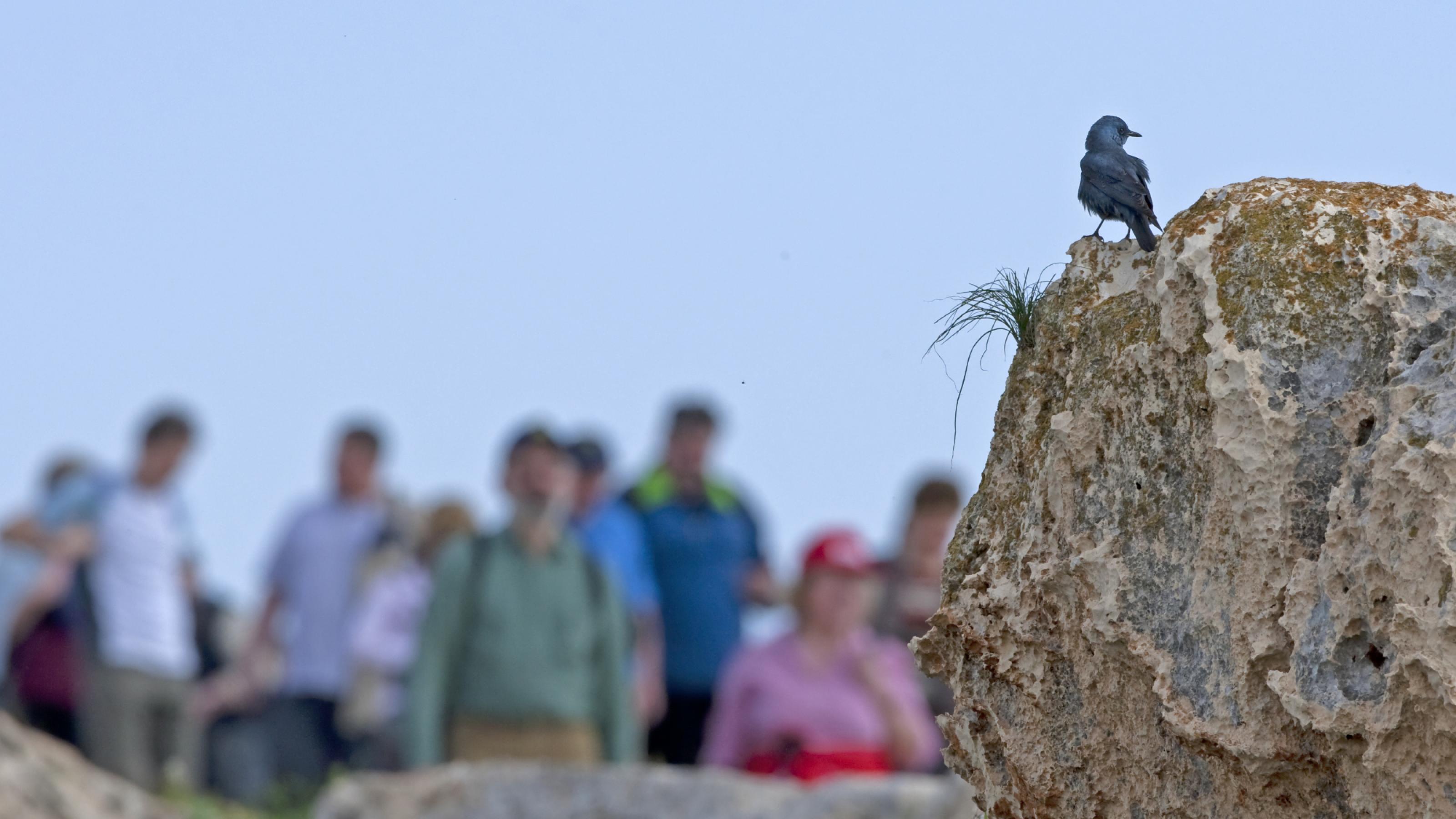 Menschen beobachten eine Blaumerle auf einem Stein.